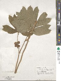 Podophyllum peltatum image