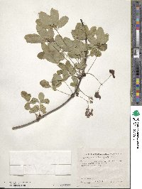 Akebia quinata image