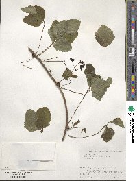 Akebia trifoliata image