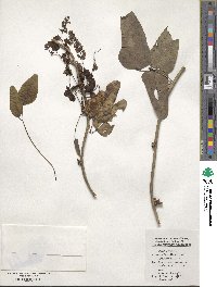 Akebia trifoliata image