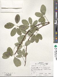 Akebia quinata image