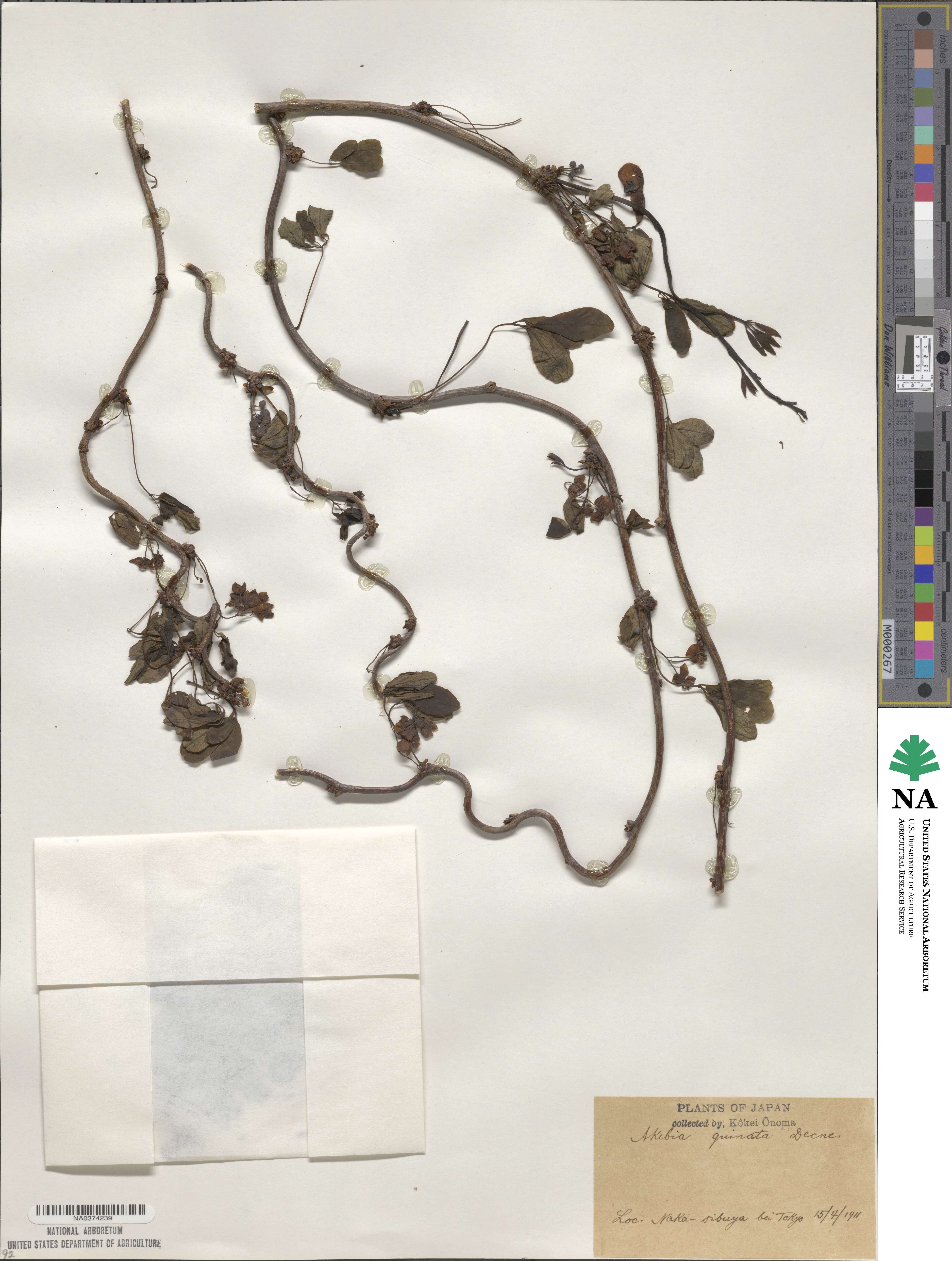 Akebia quinata image