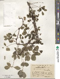 Akebia quinata image