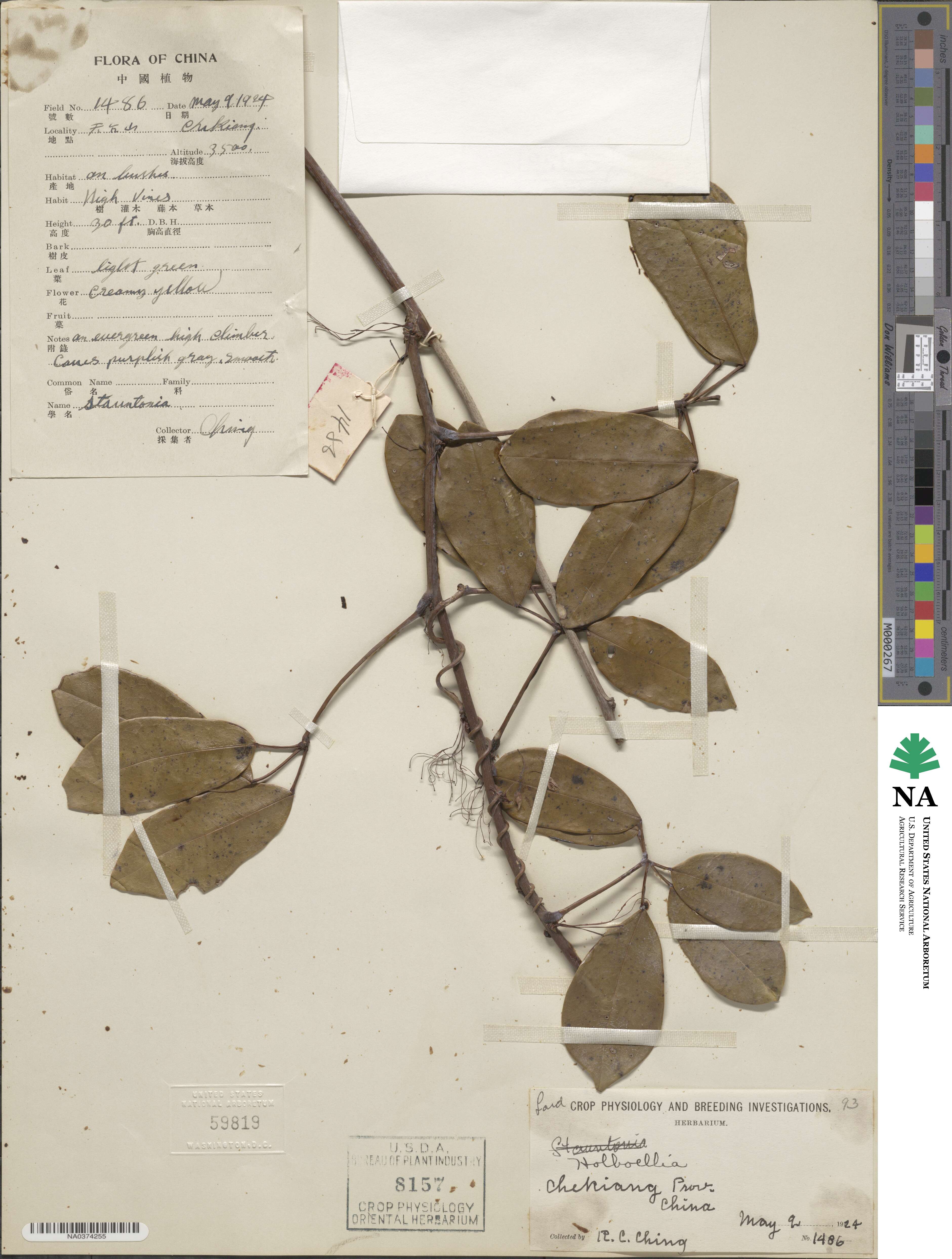 Holboellia image