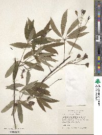 Stauntonia angustifolia image