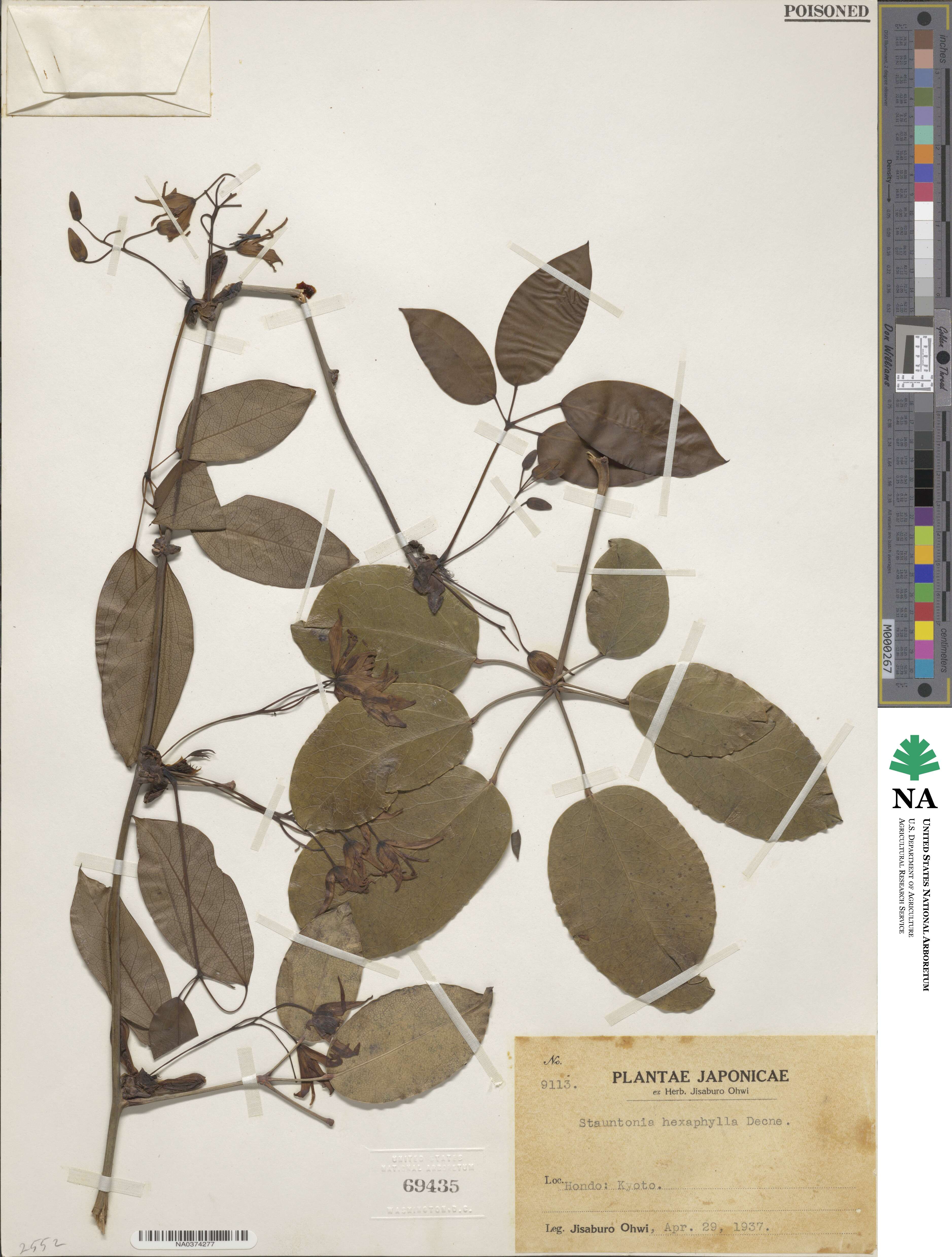 Stauntonia hexaphylla image