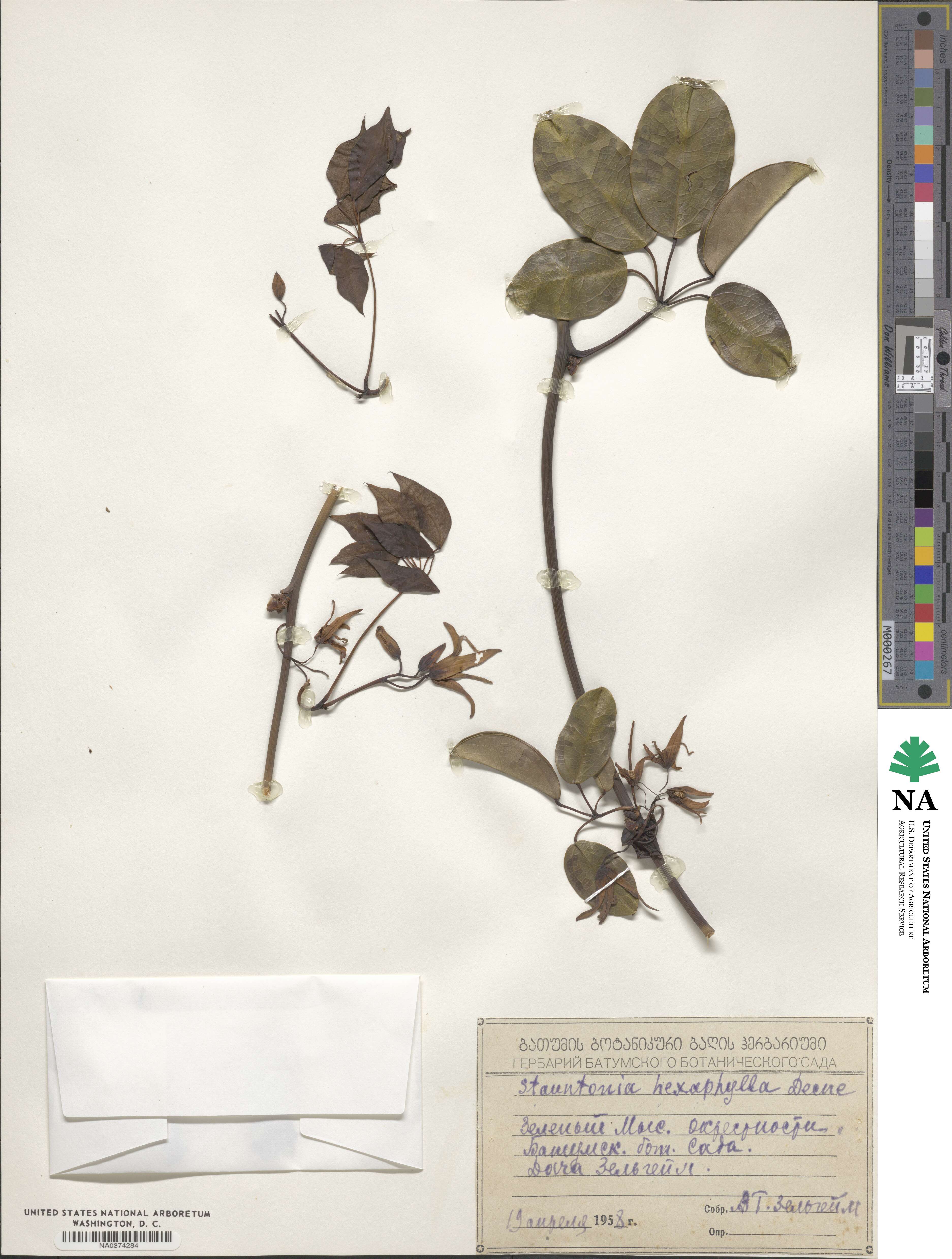Stauntonia hexaphylla image