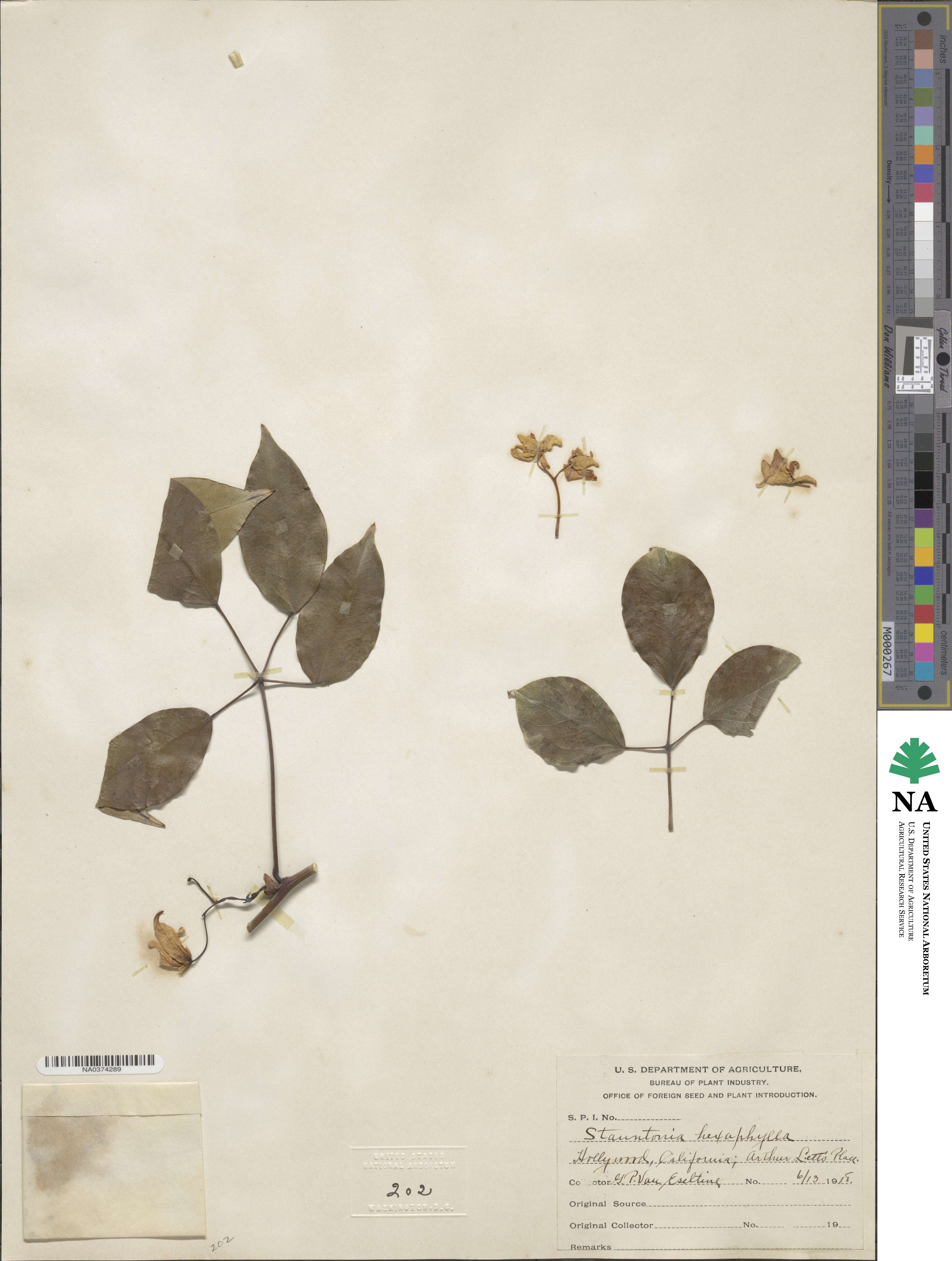 Stauntonia hexaphylla image