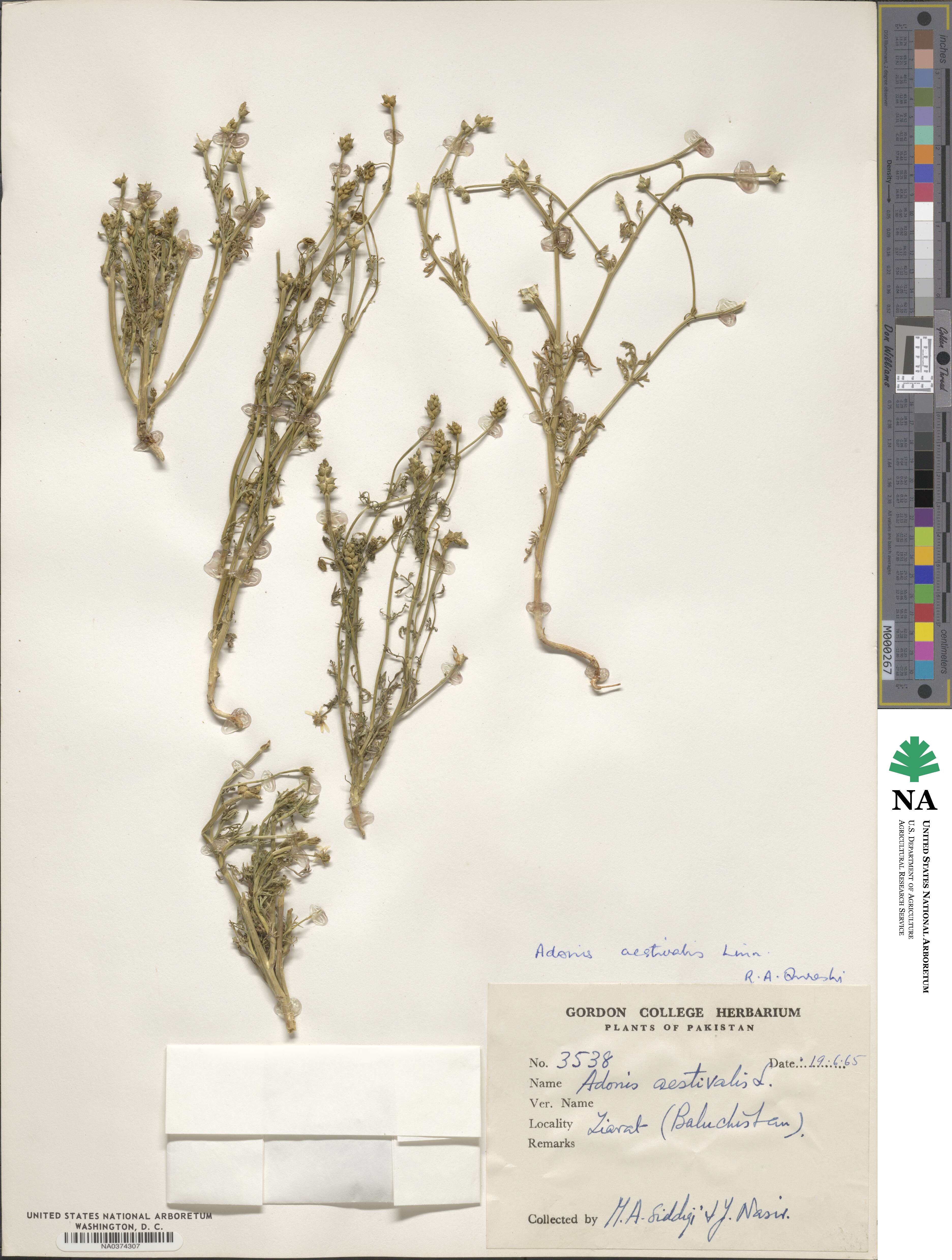 Adonis aestivalis image