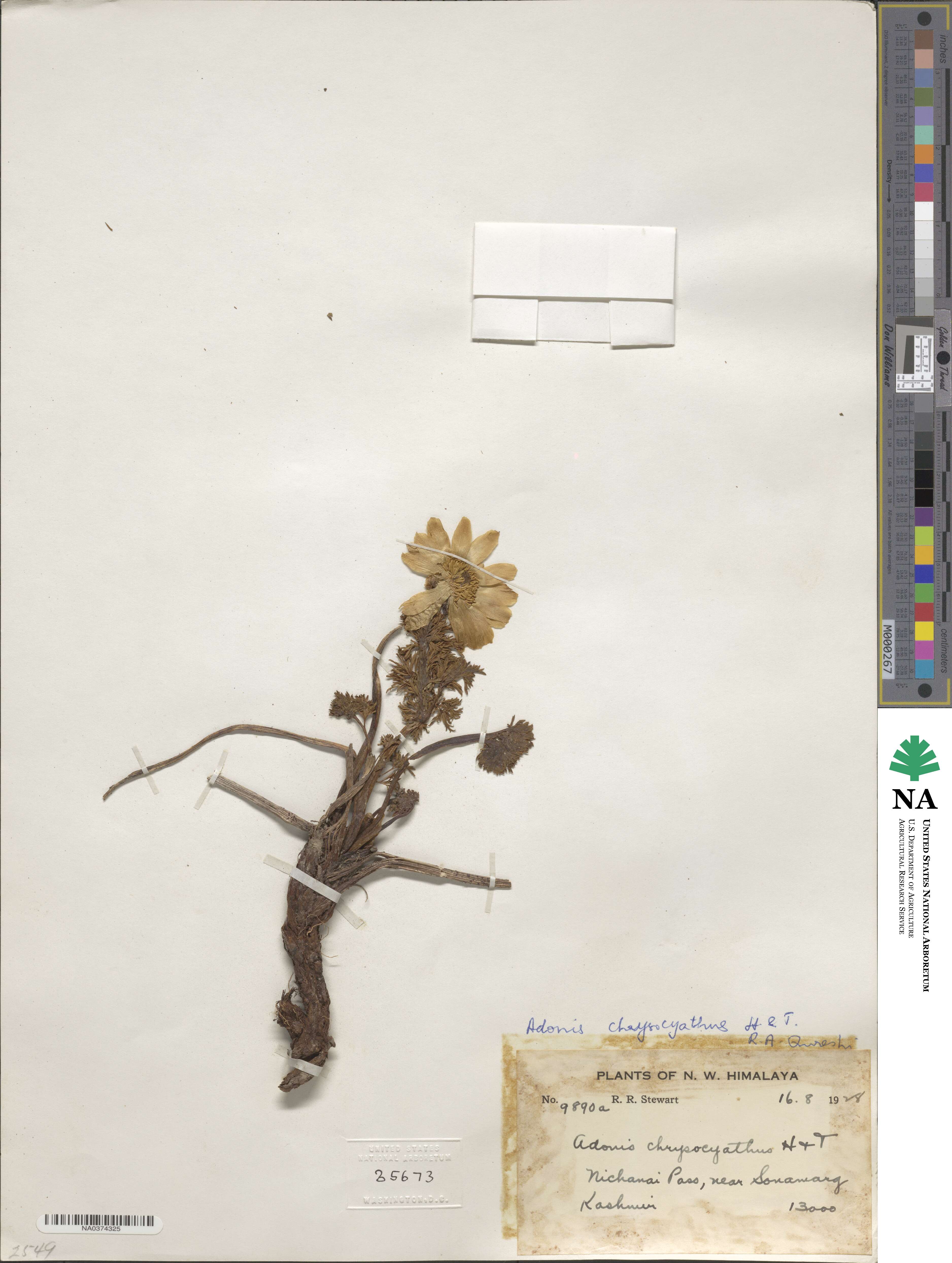 Adonis chrysocyathus image