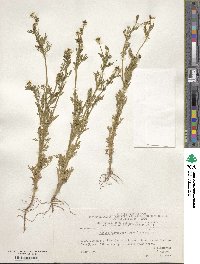 Image of Adonis parviflora