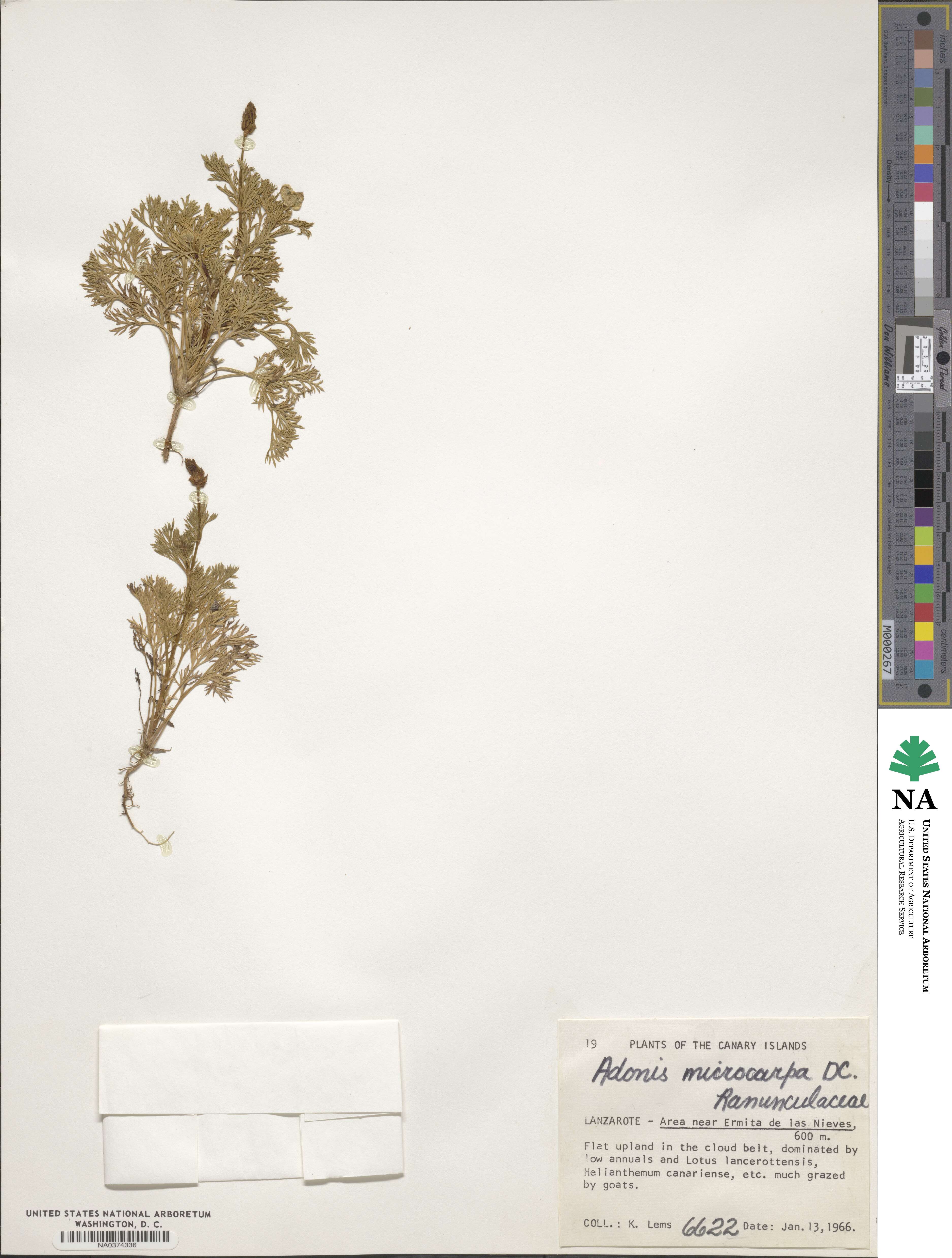 Adonis microcarpa image