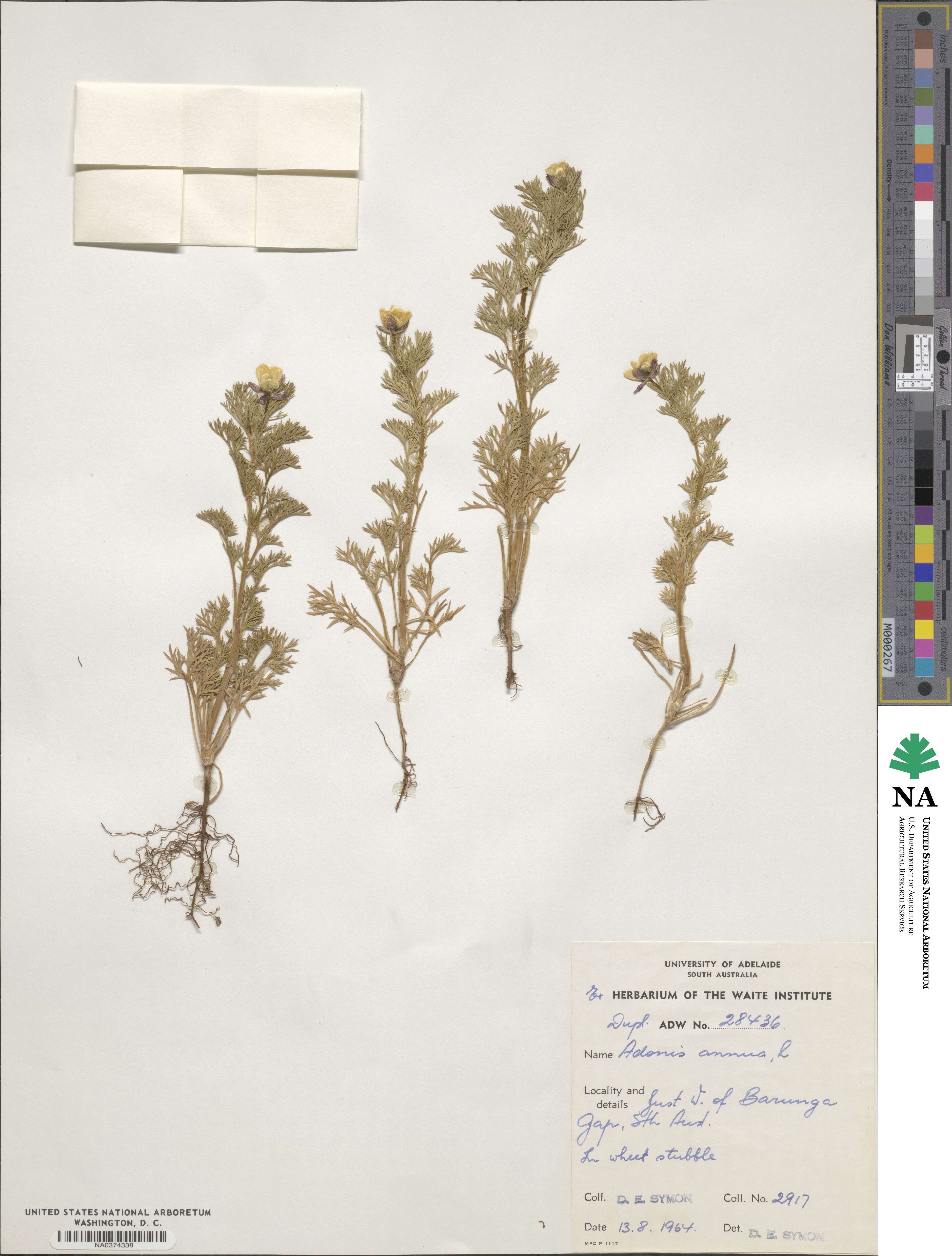 Adonis annua image