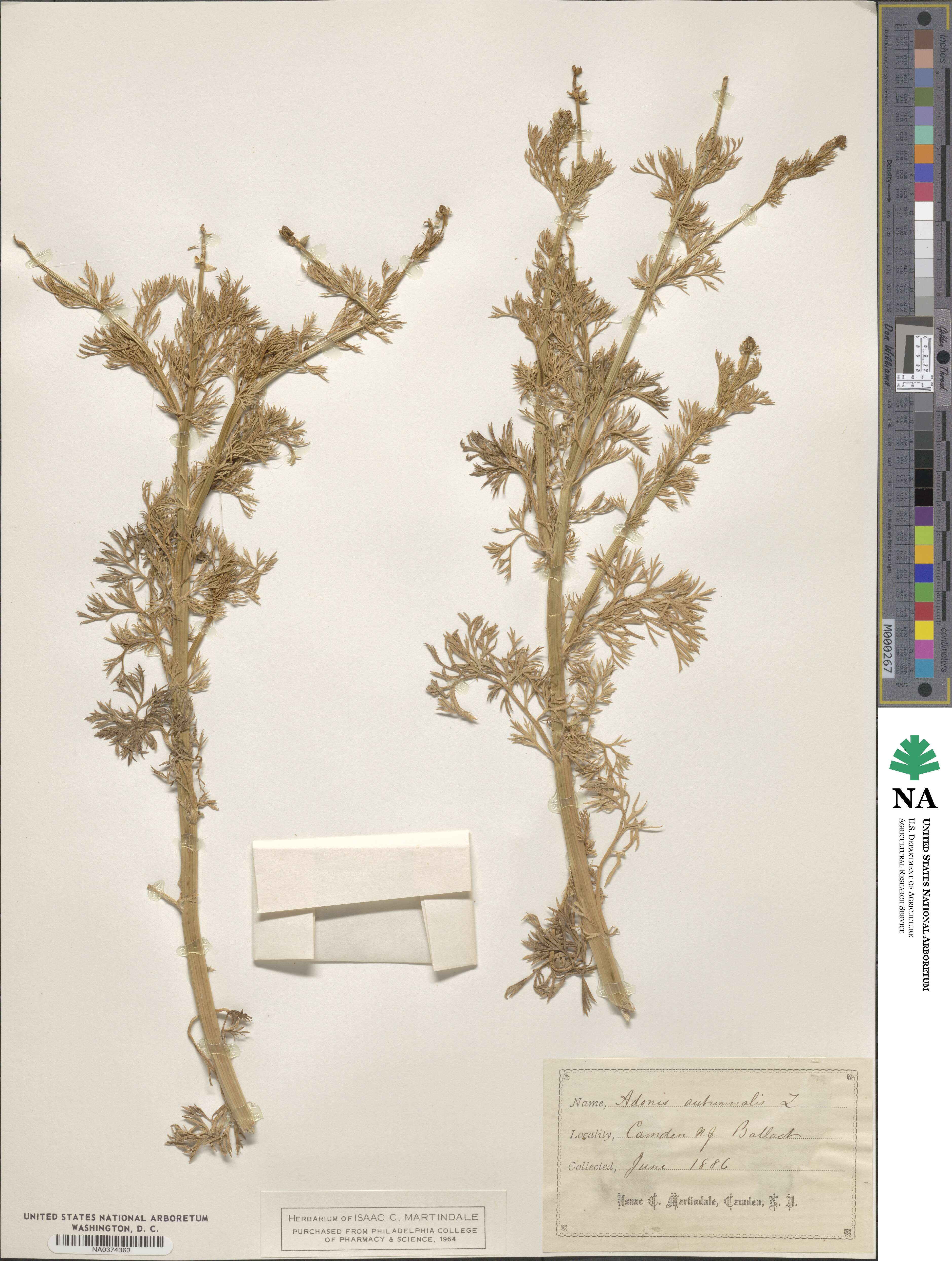 Adonis annua image