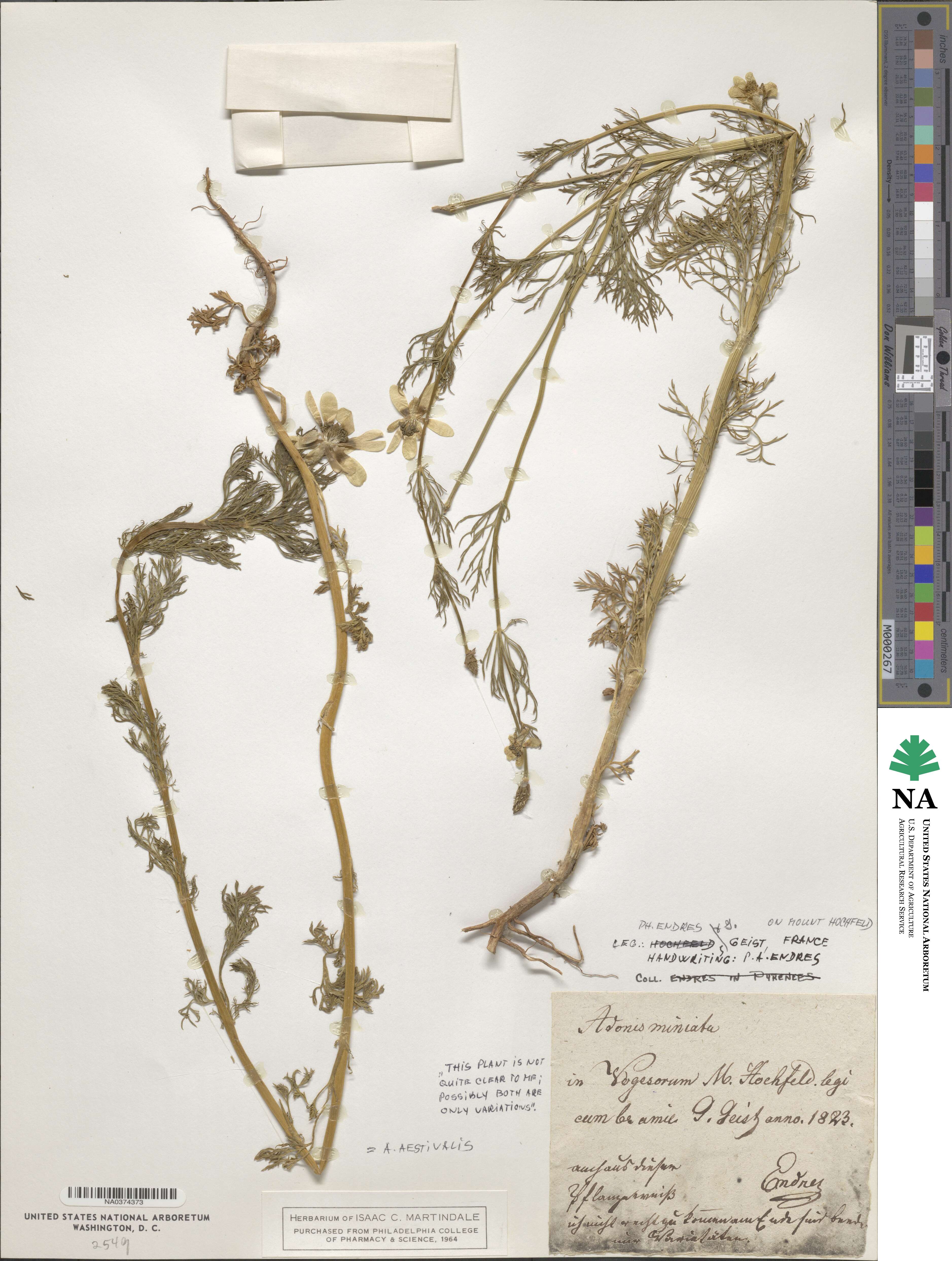 Adonis aestivalis subsp. aestivalis image