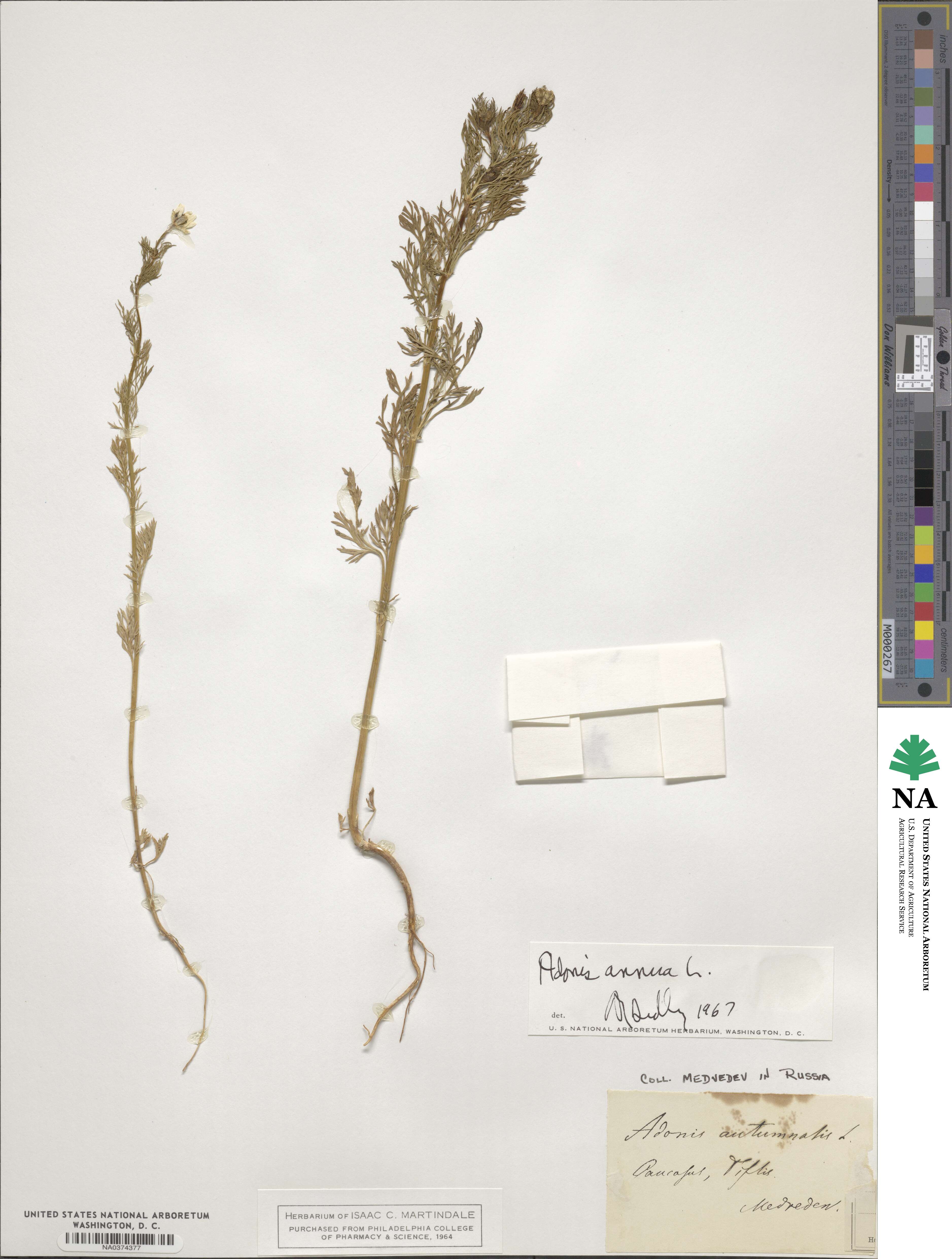 Adonis annua image
