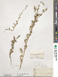 Adonis annua image
