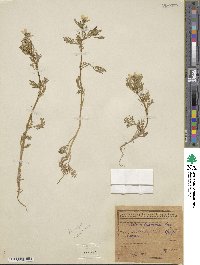 Adonis flammea image