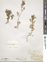 Adonis microcarpa image
