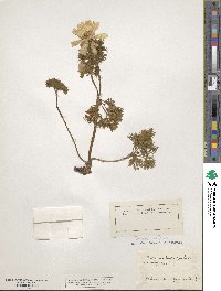 Image of Adonis pyrenaica