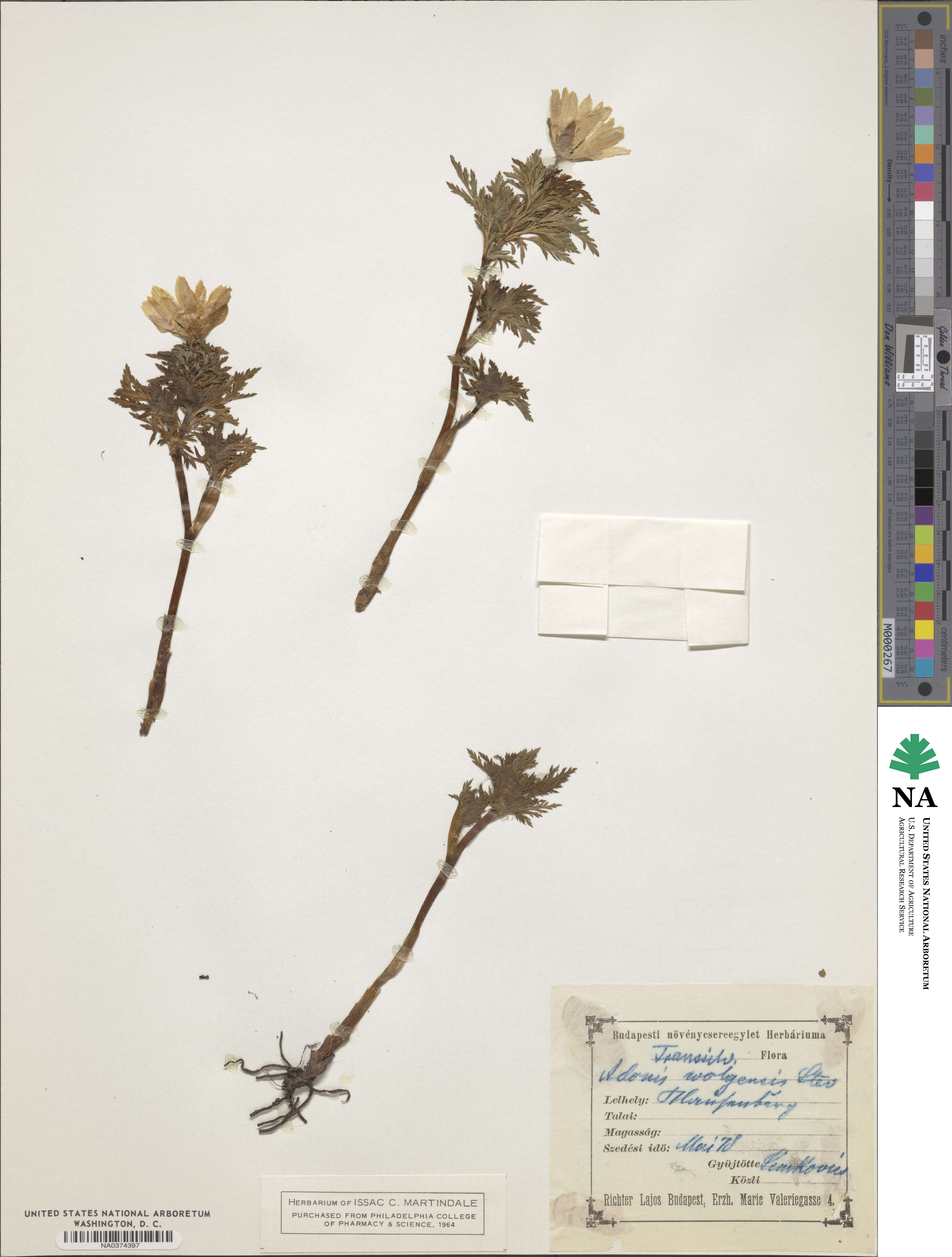Adonis volgensis image