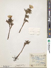 Image of Adonis volgensis