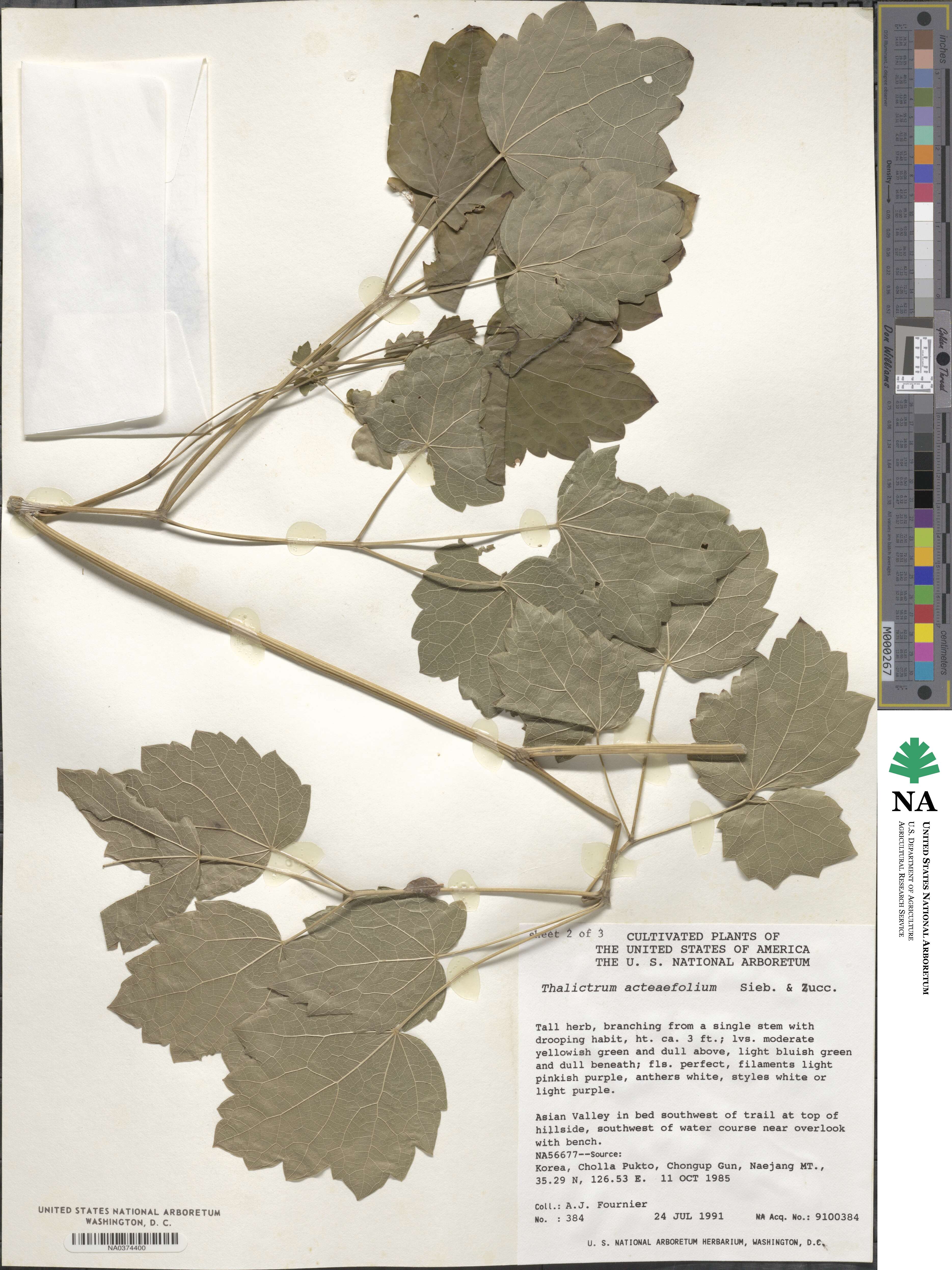 Thalictrum actaeifolium image