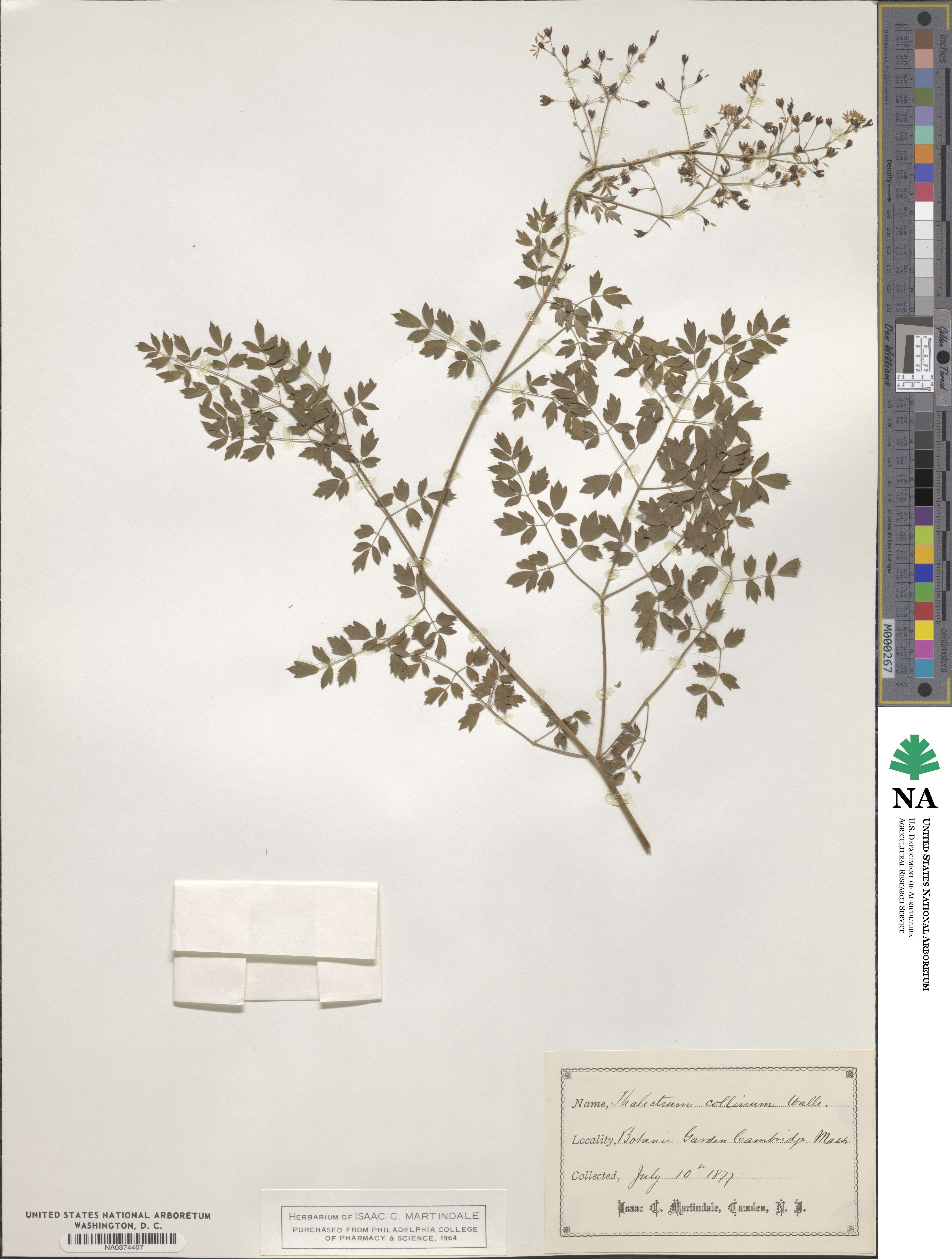 Thalictrum minus subsp. minus image