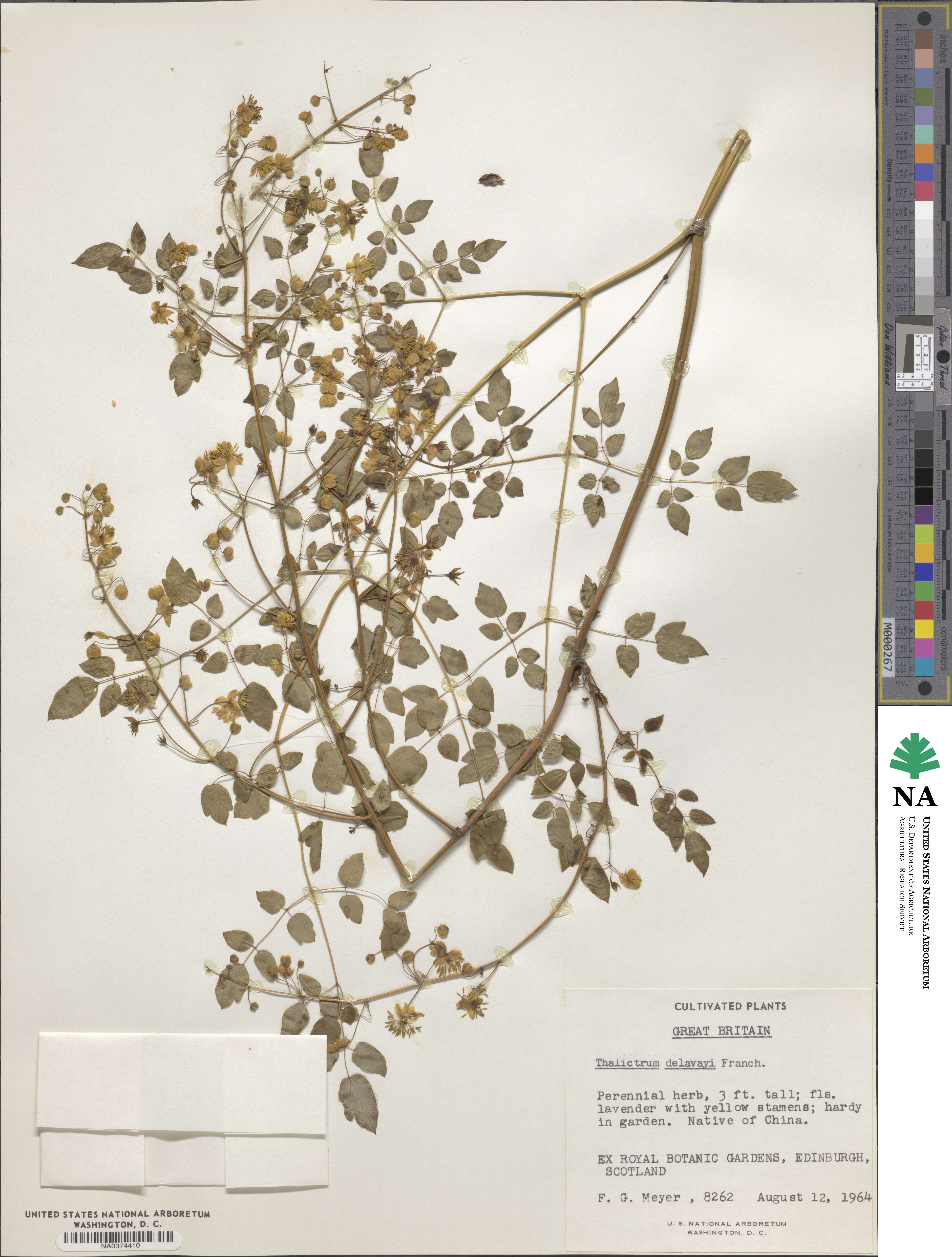 Thalictrum delavayi image