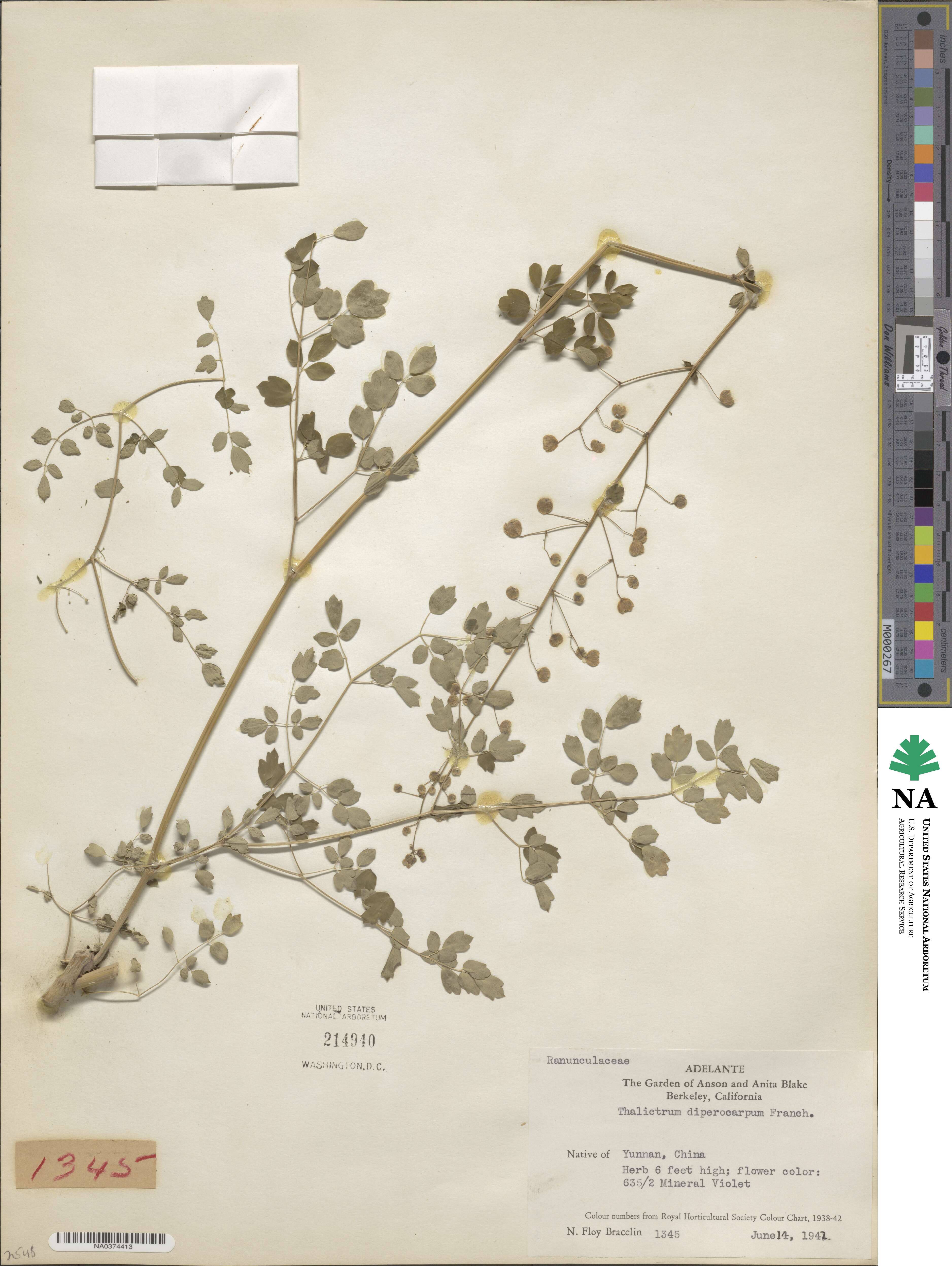 Thalictrum delavayi image