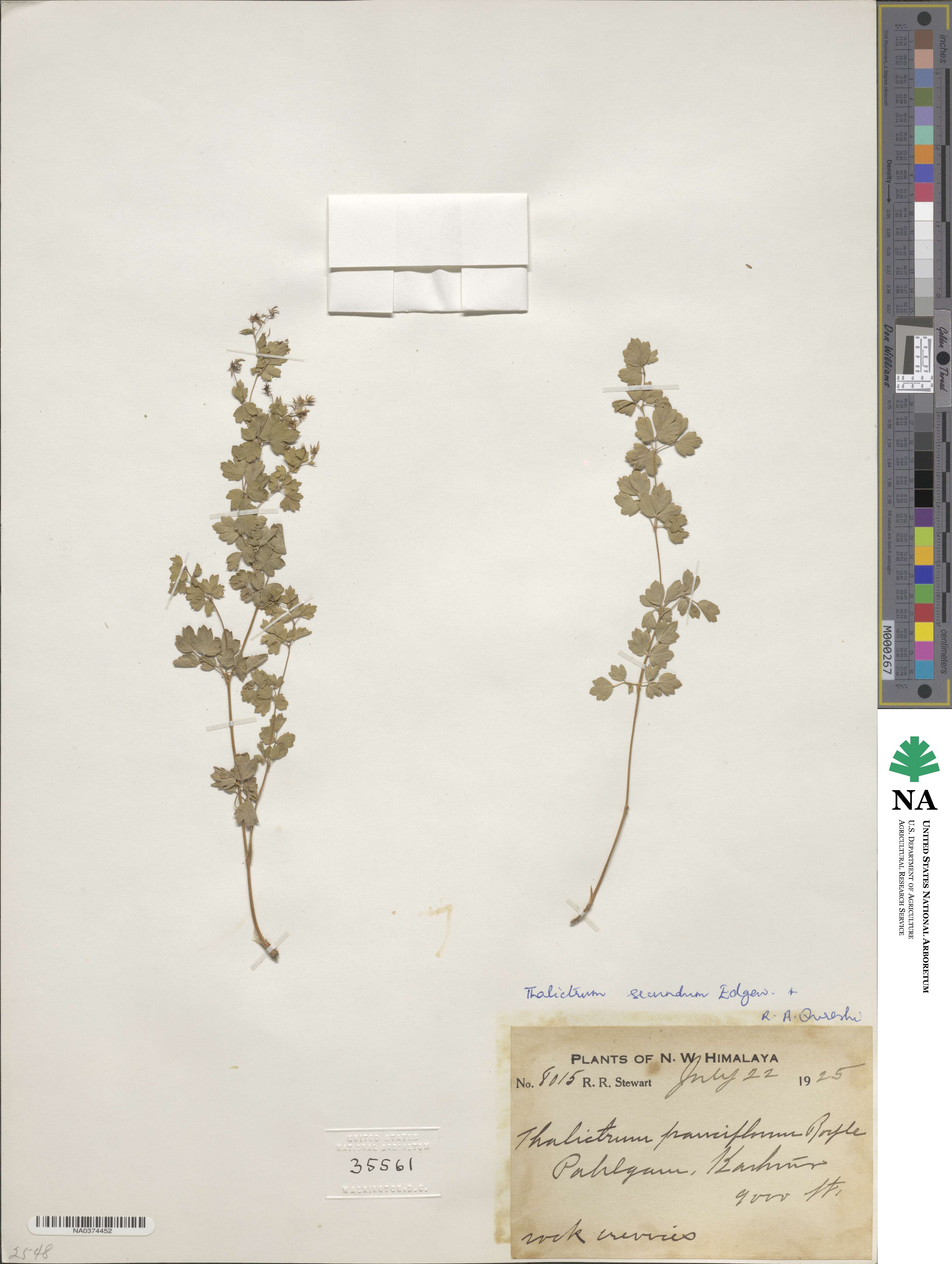 Thalictrum secundum image