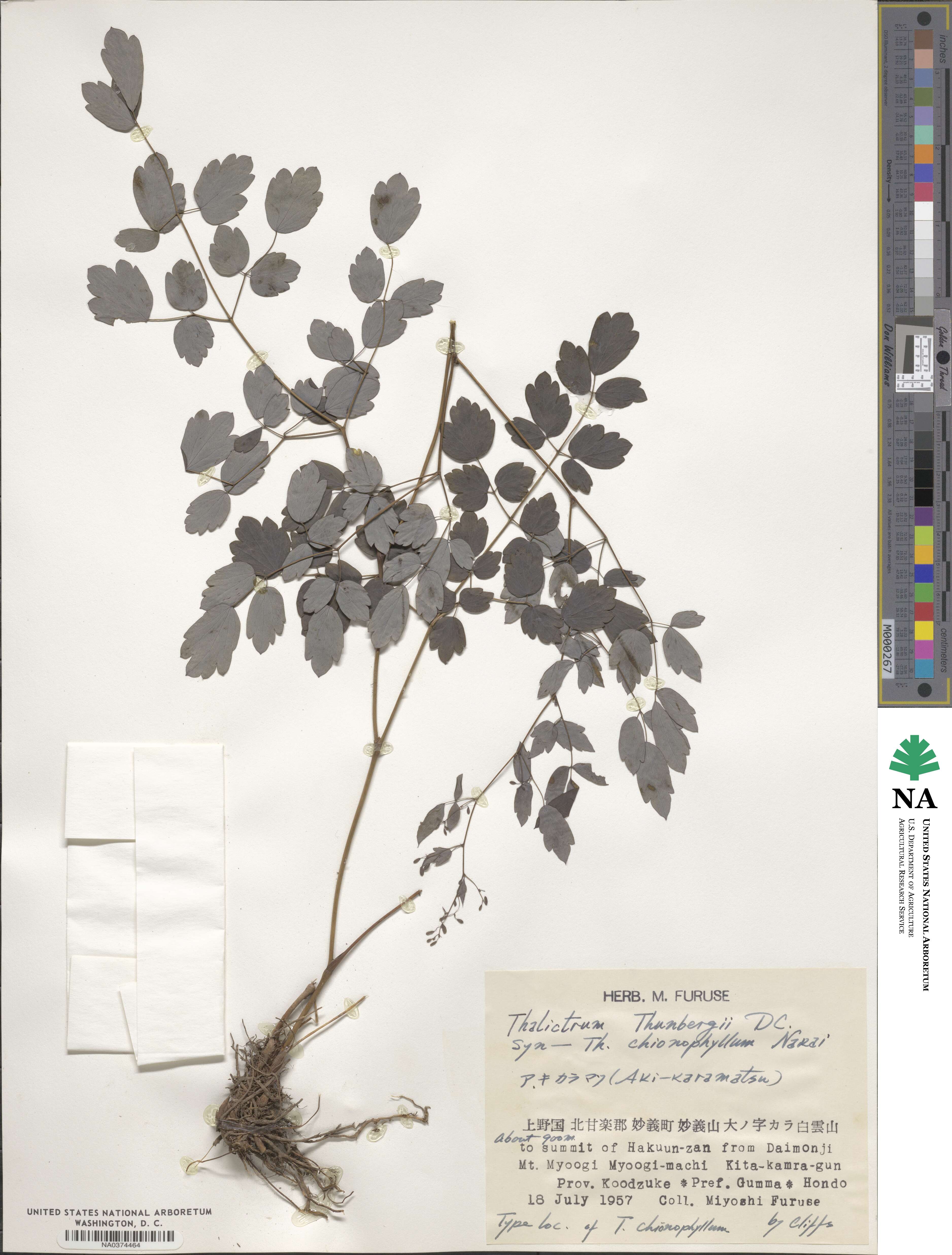 Thalictrum minus image