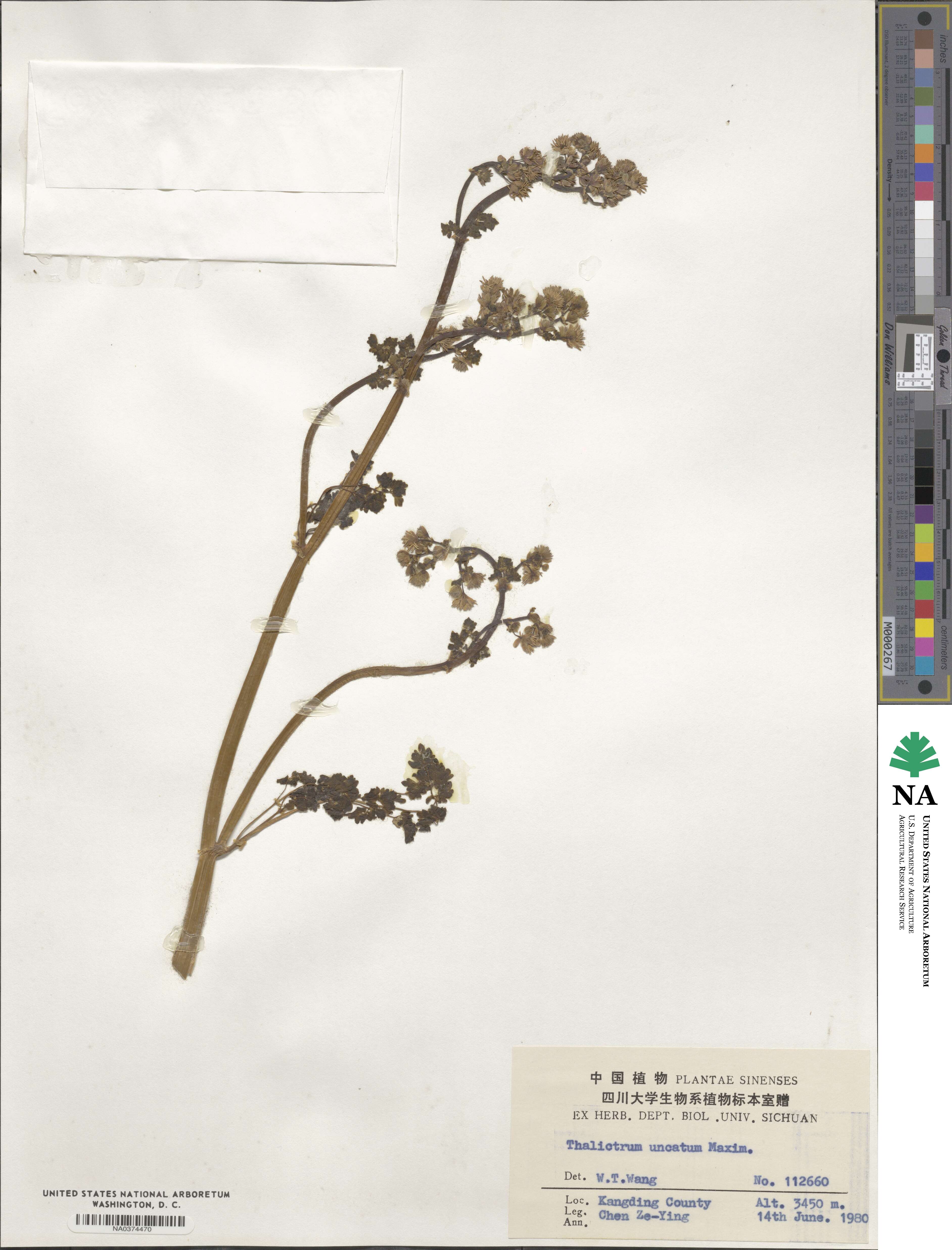 Thalictrum uncatum image