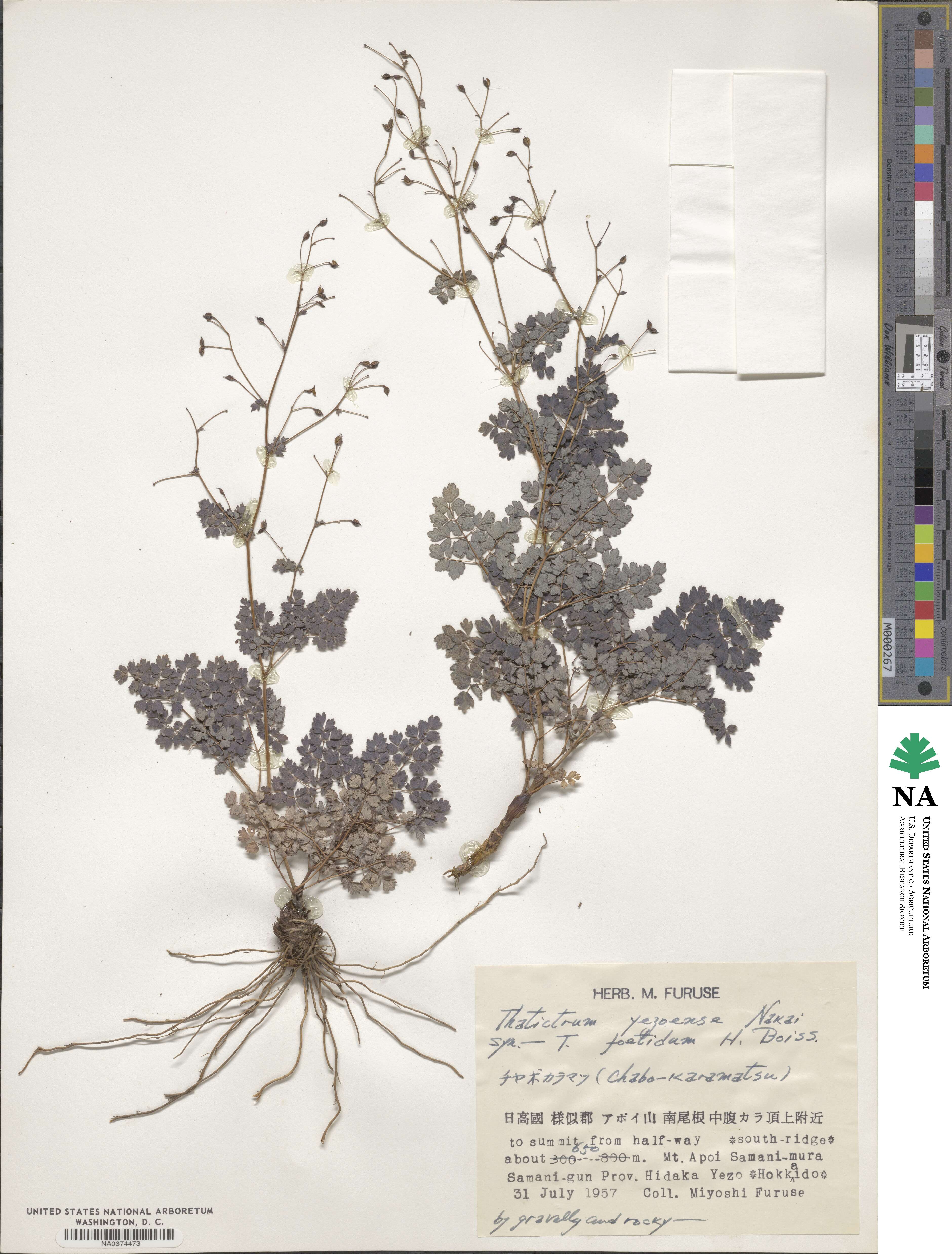 Thalictrum yezoense image