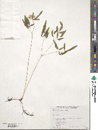 Image of Thalictrum integrilobum