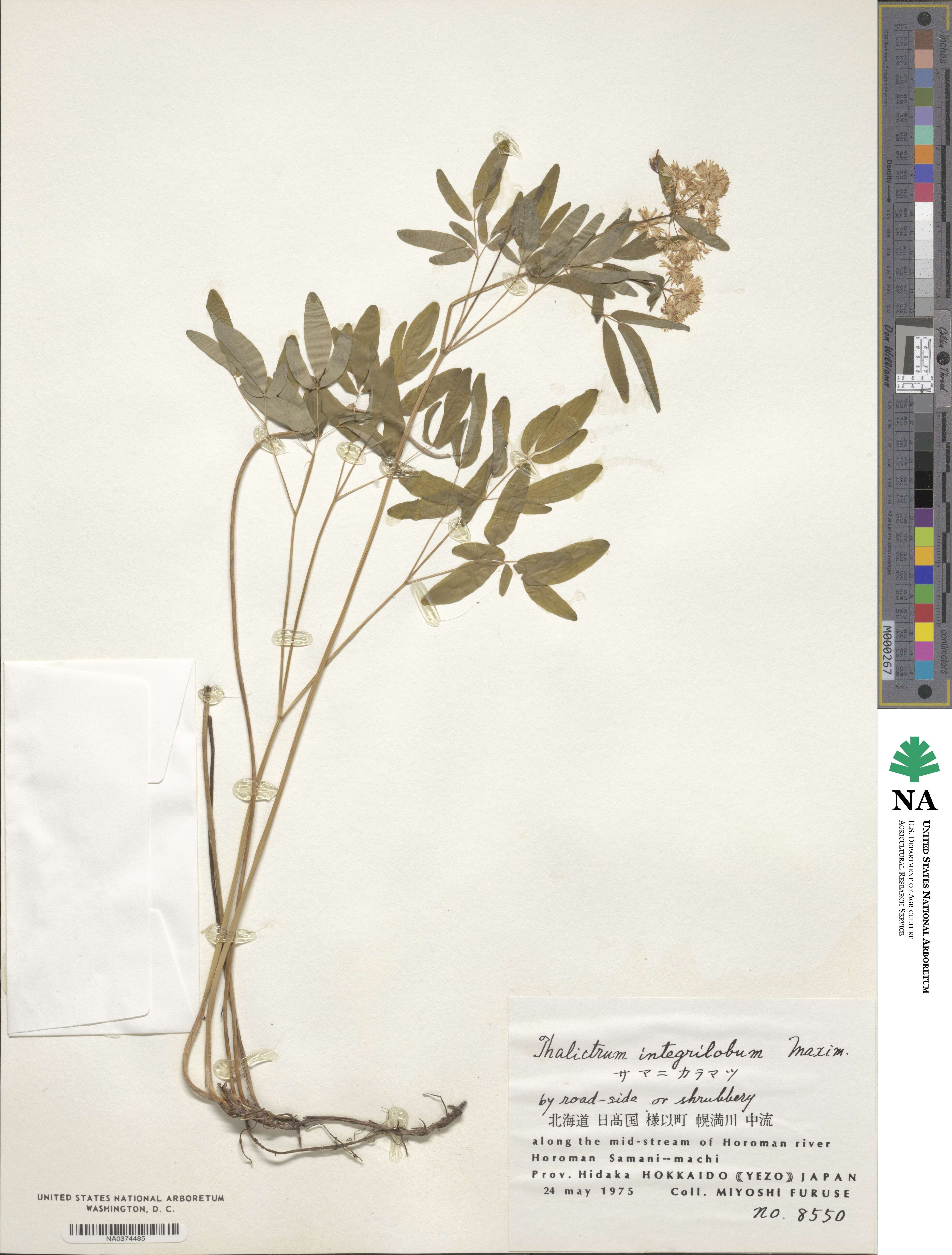 Thalictrum integrilobum image