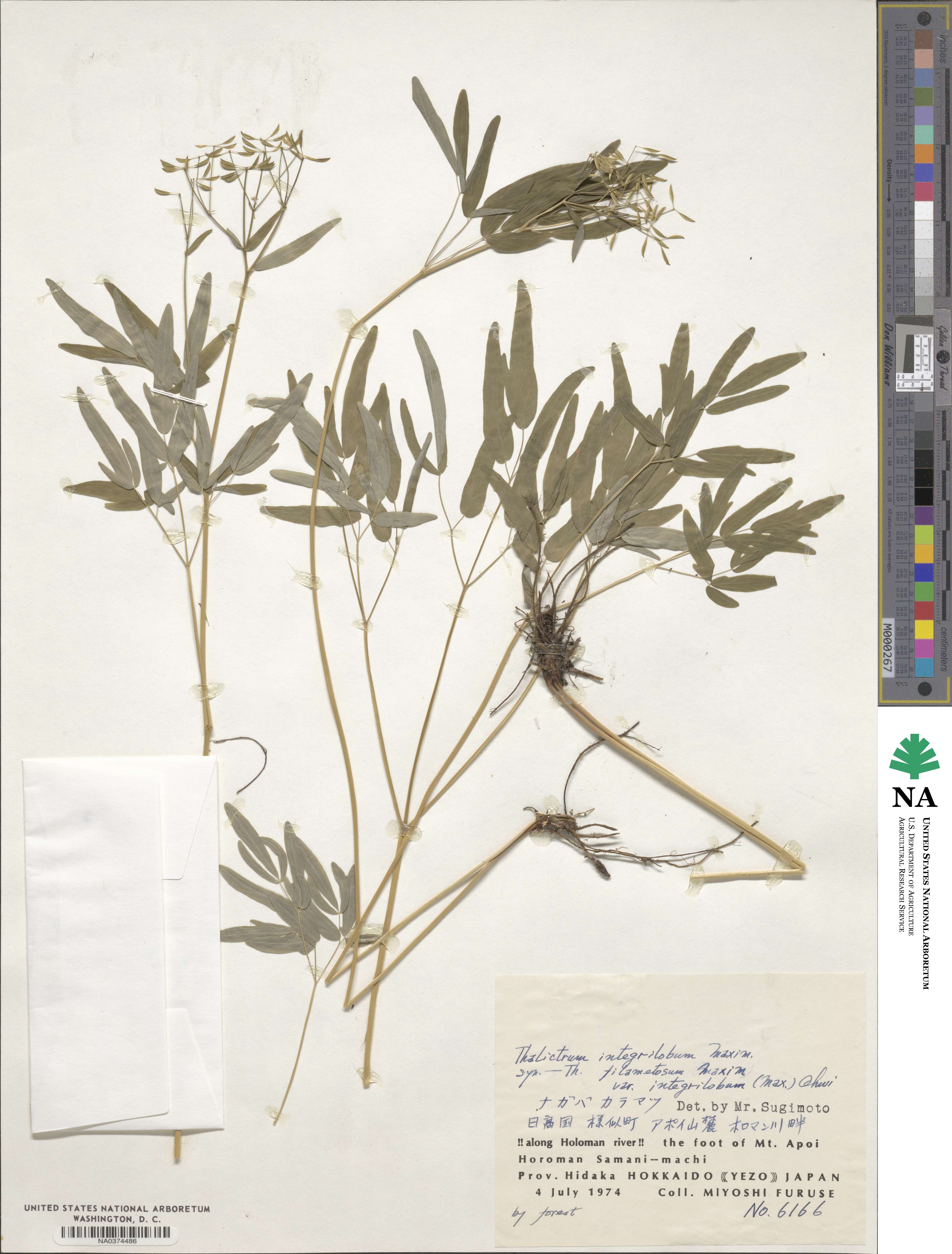 Thalictrum integrilobum image