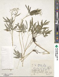 Thalictrum integrilobum image