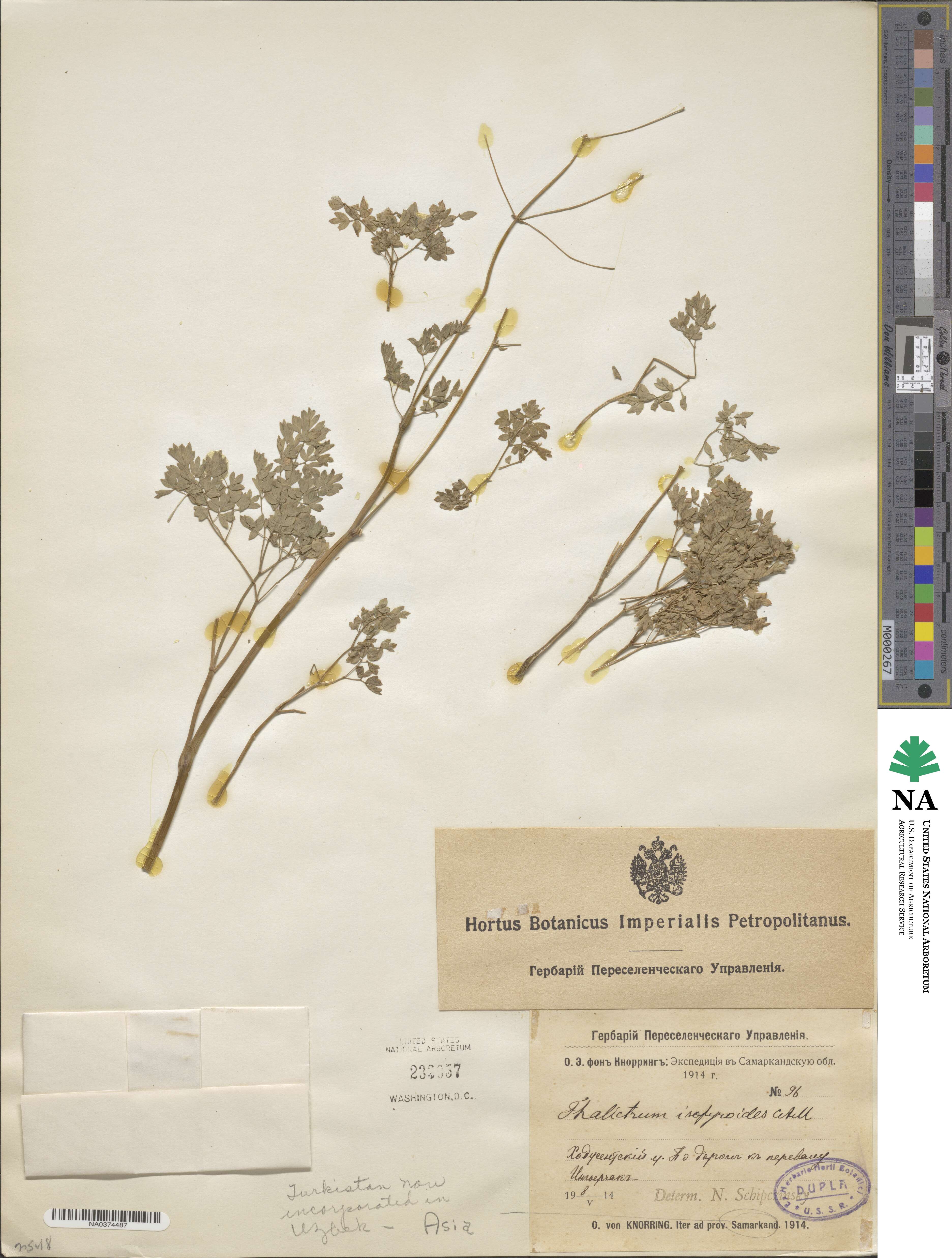 Thalictrum isopyroides image
