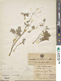 Image of Thalictrum isopyroides