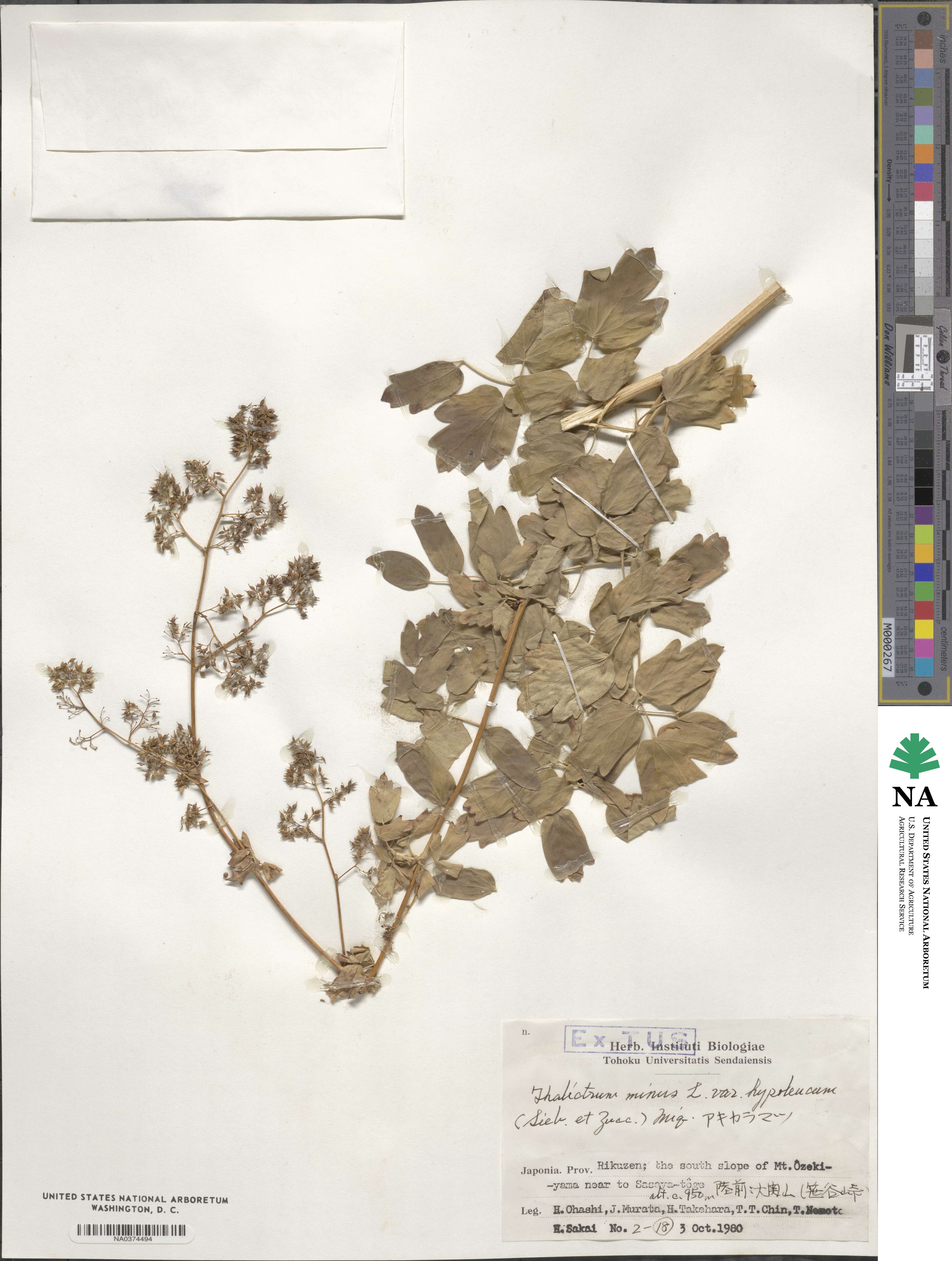 Thalictrum minus subsp. thunbergii image