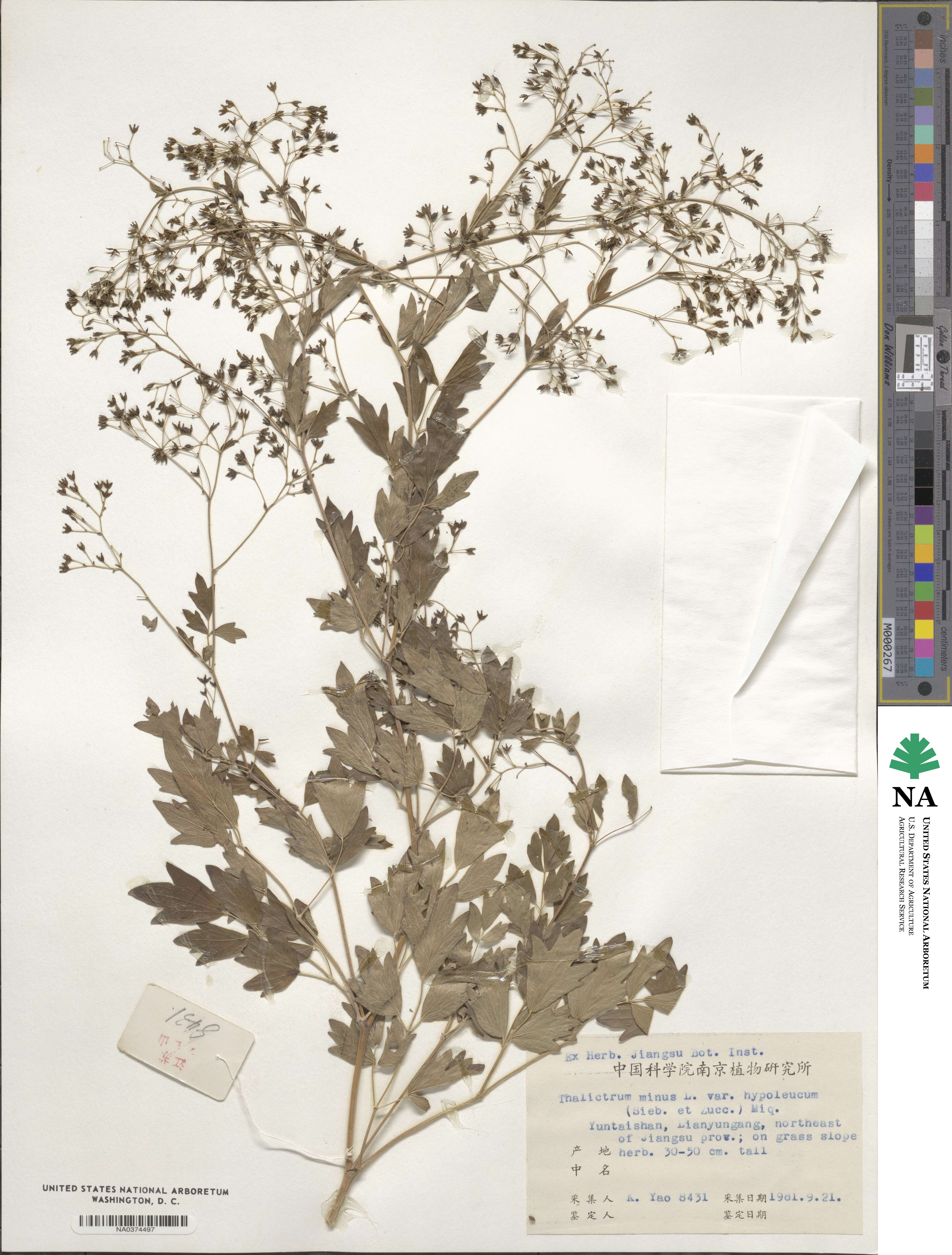 Thalictrum minus subsp. thunbergii image