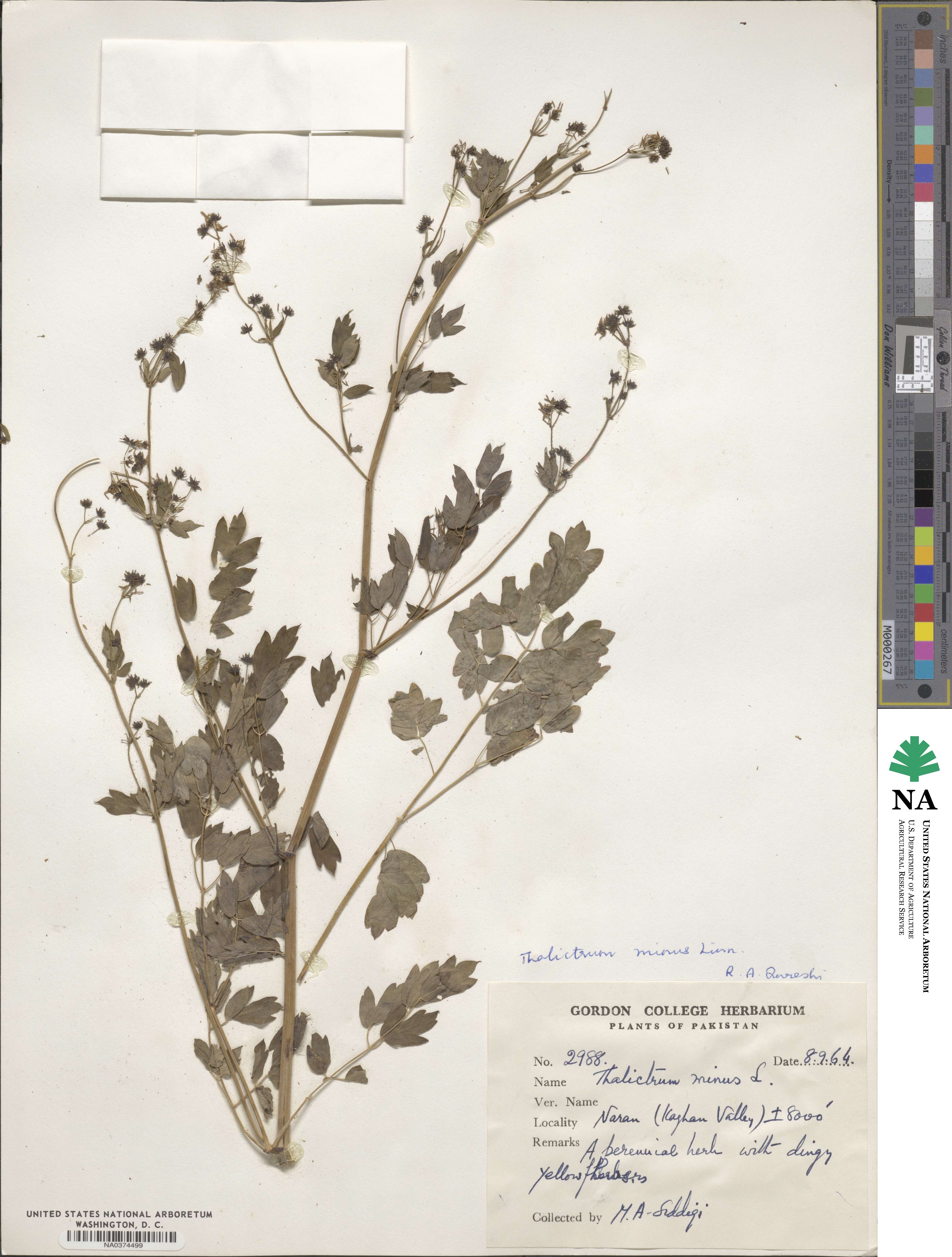 Thalictrum minus subsp. thunbergii image
