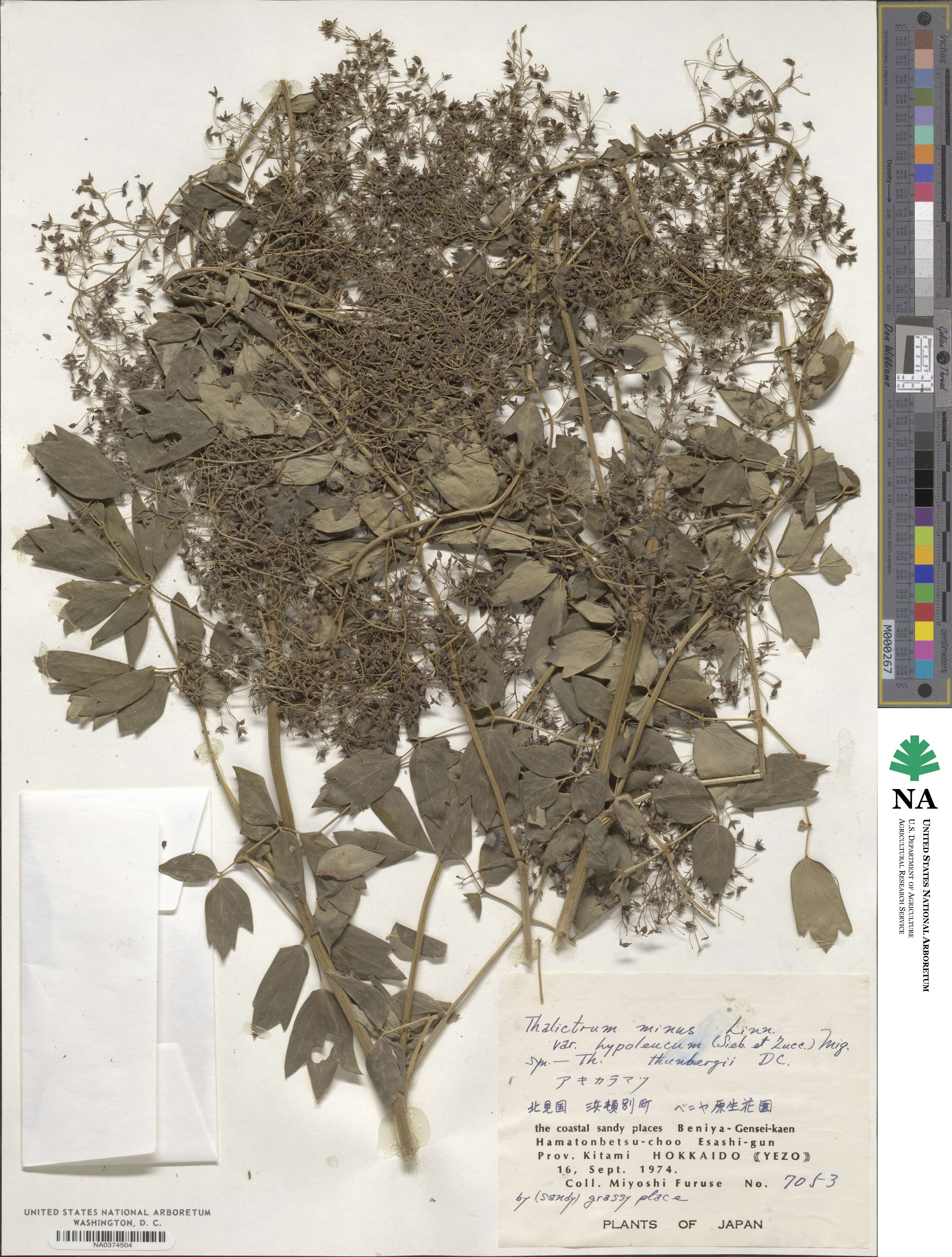 Thalictrum minus subsp. thunbergii image