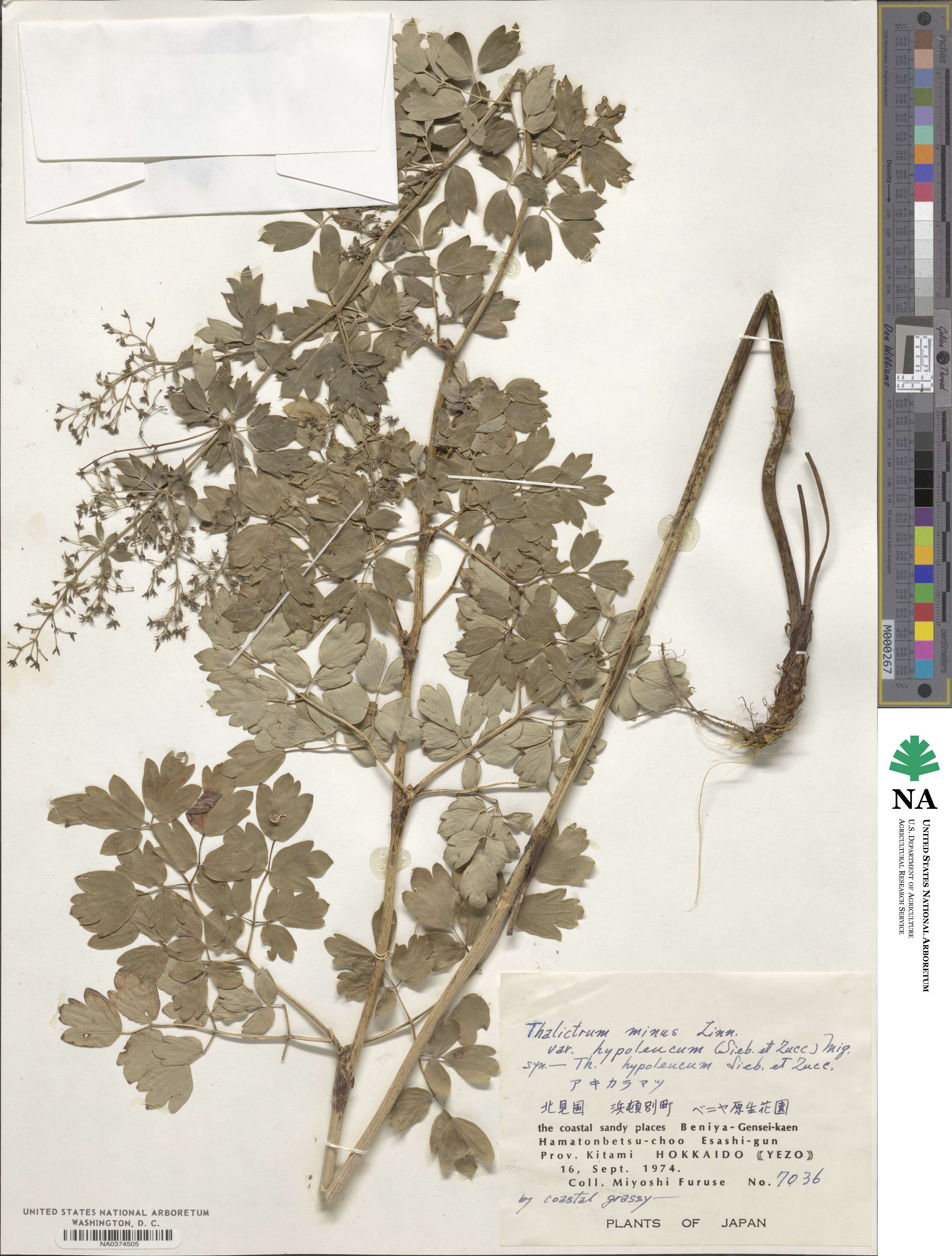 Thalictrum minus subsp. thunbergii image