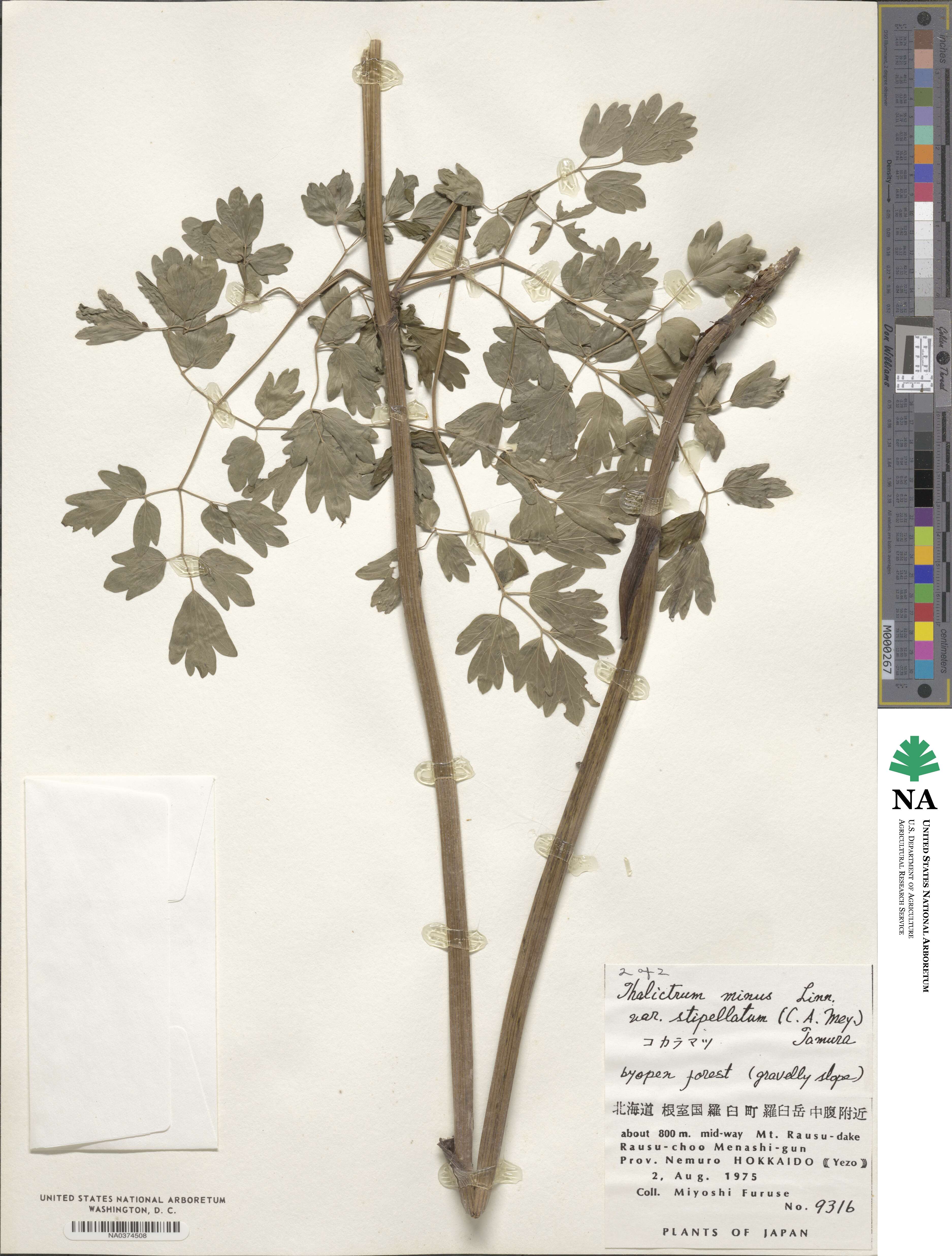 Thalictrum minus subsp. elatum image