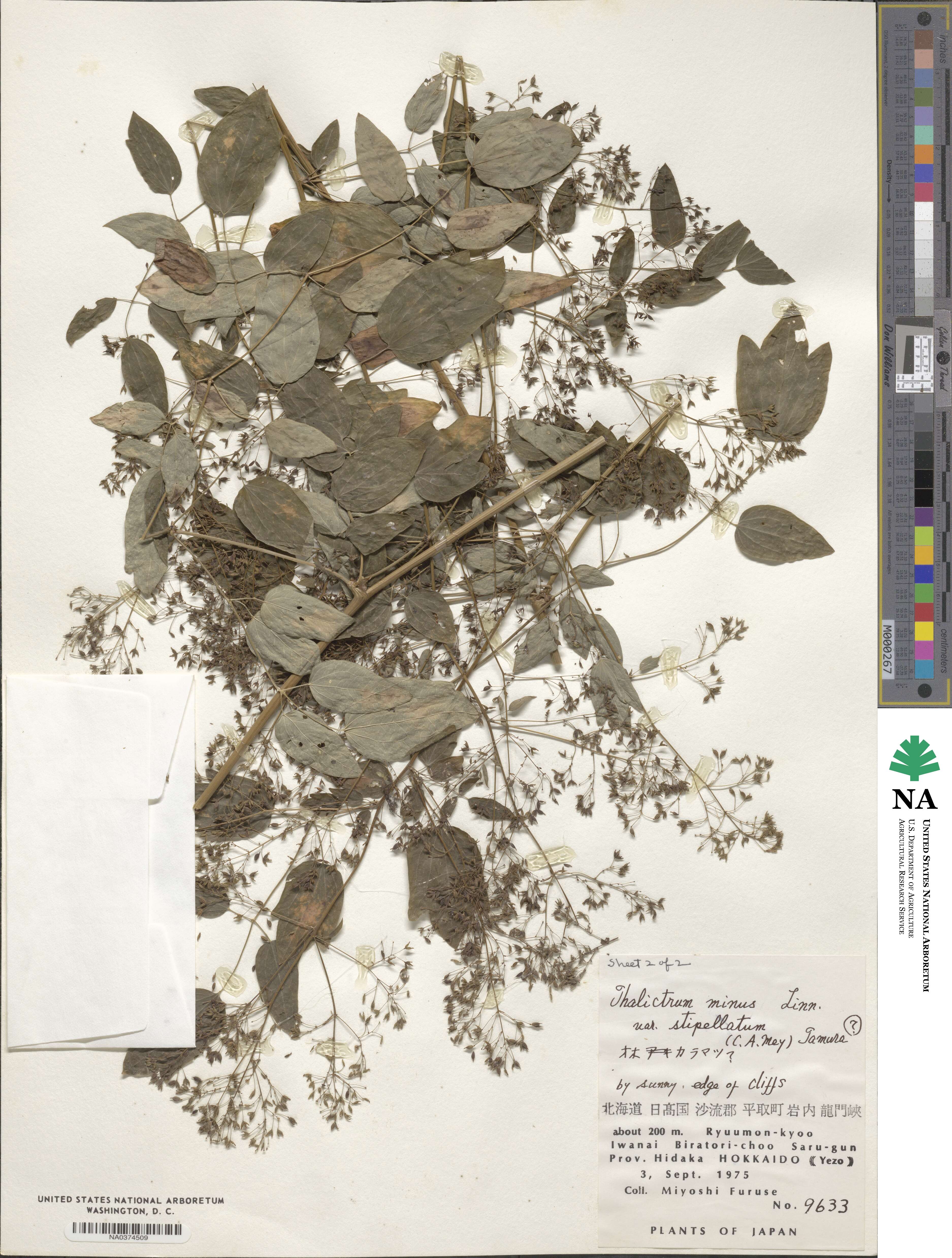 Thalictrum minus subsp. elatum image