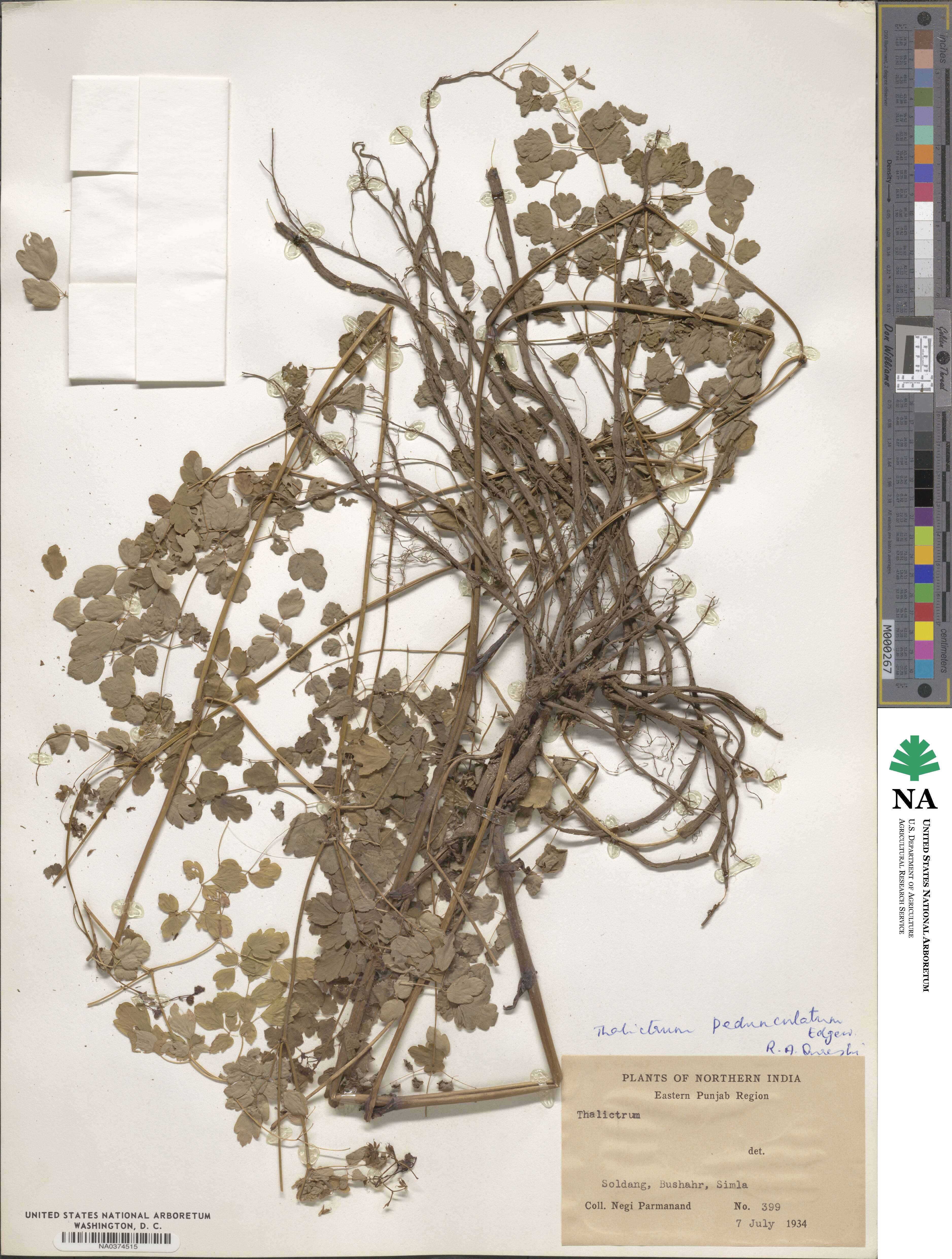 Thalictrum pedunculatum image