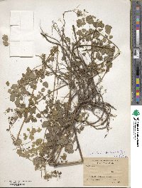 Image of Thalictrum pedunculatum