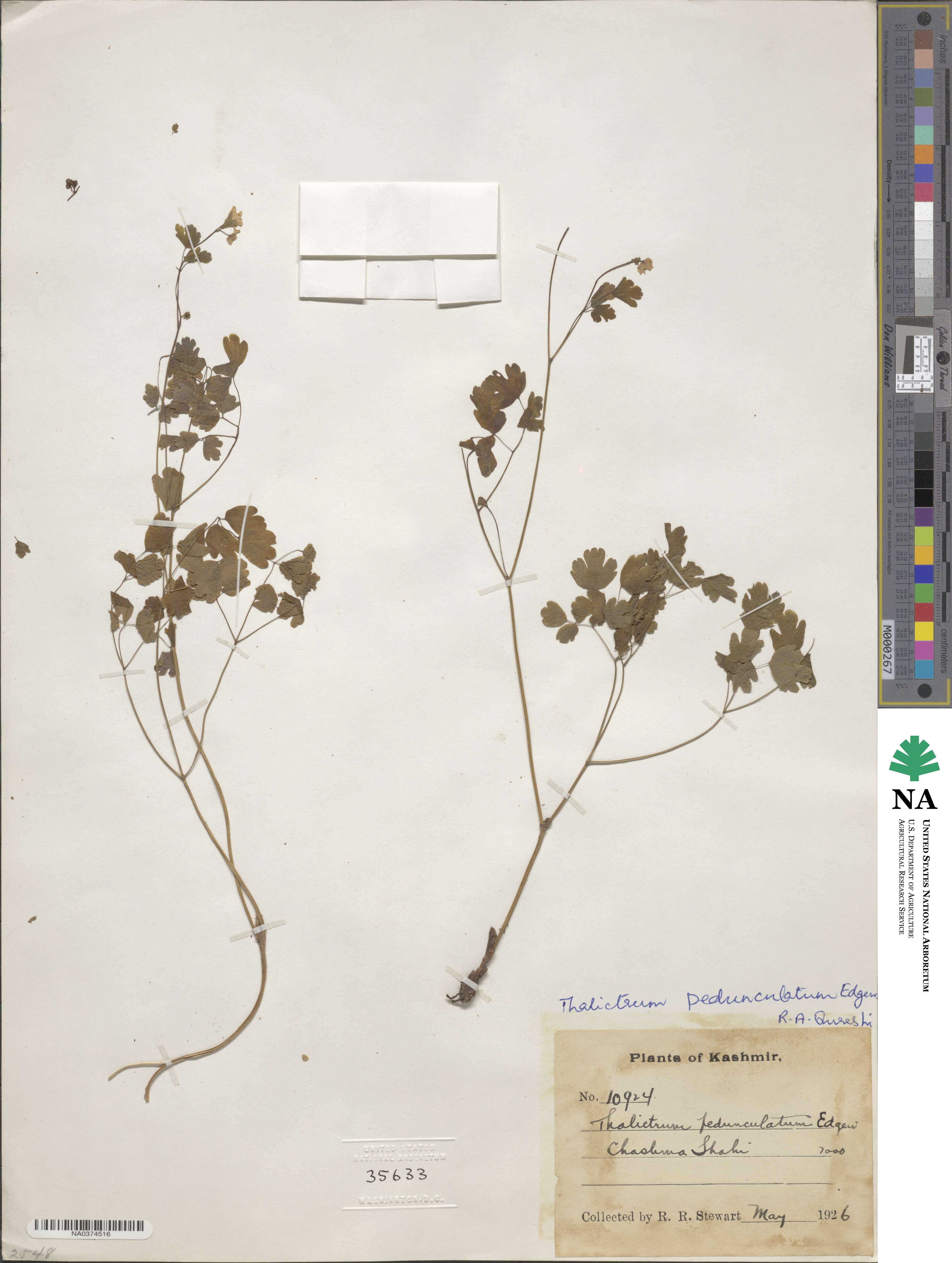 Thalictrum pedunculatum image